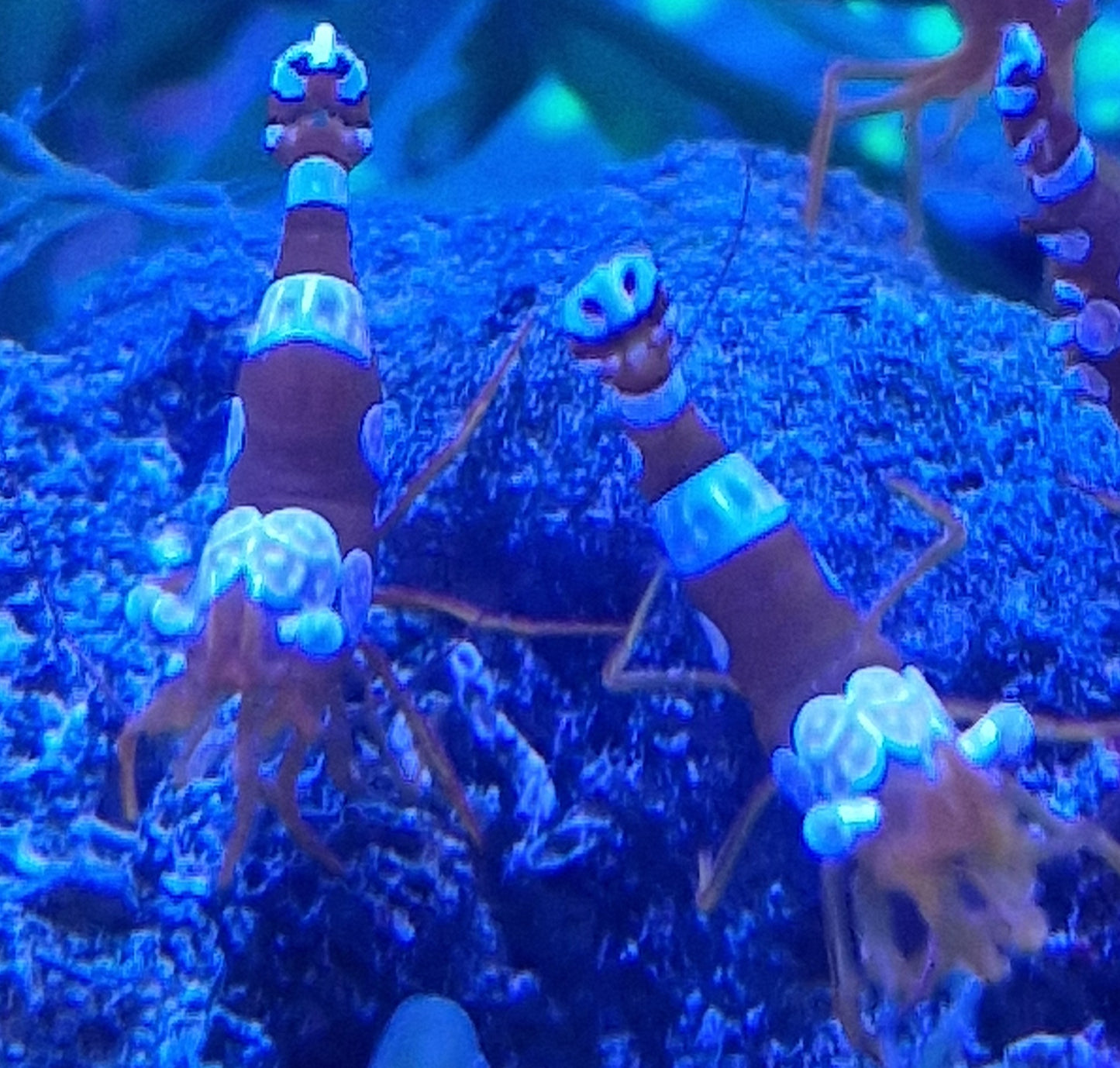 Sexy shrimp