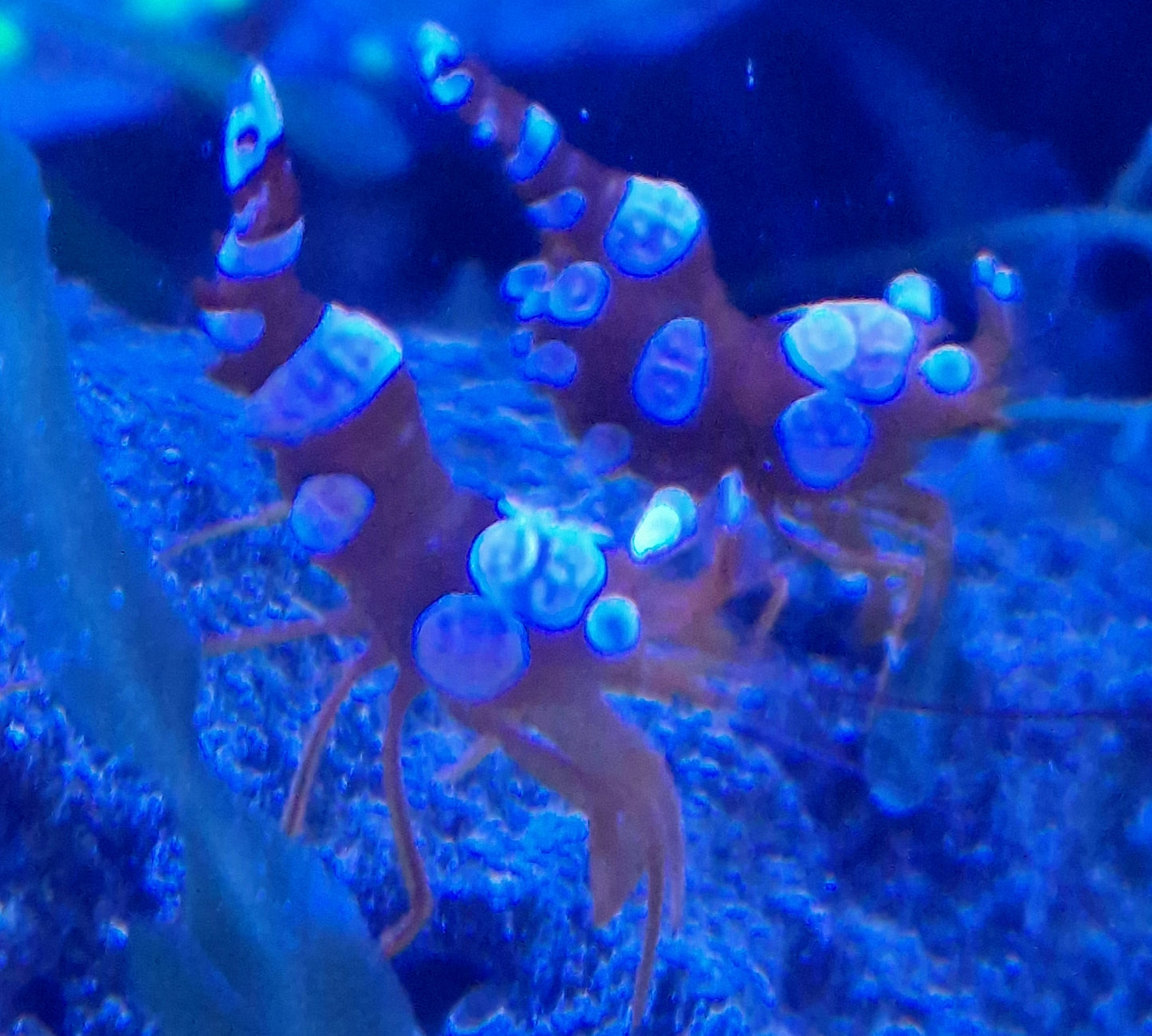 Sexy shrimp