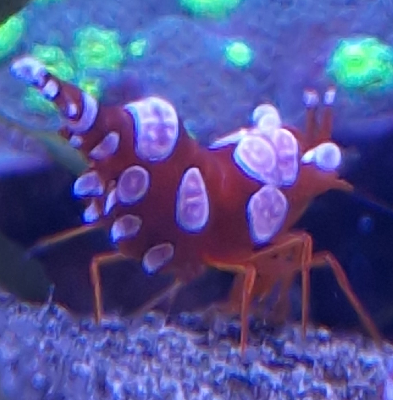 Sexy shrimp