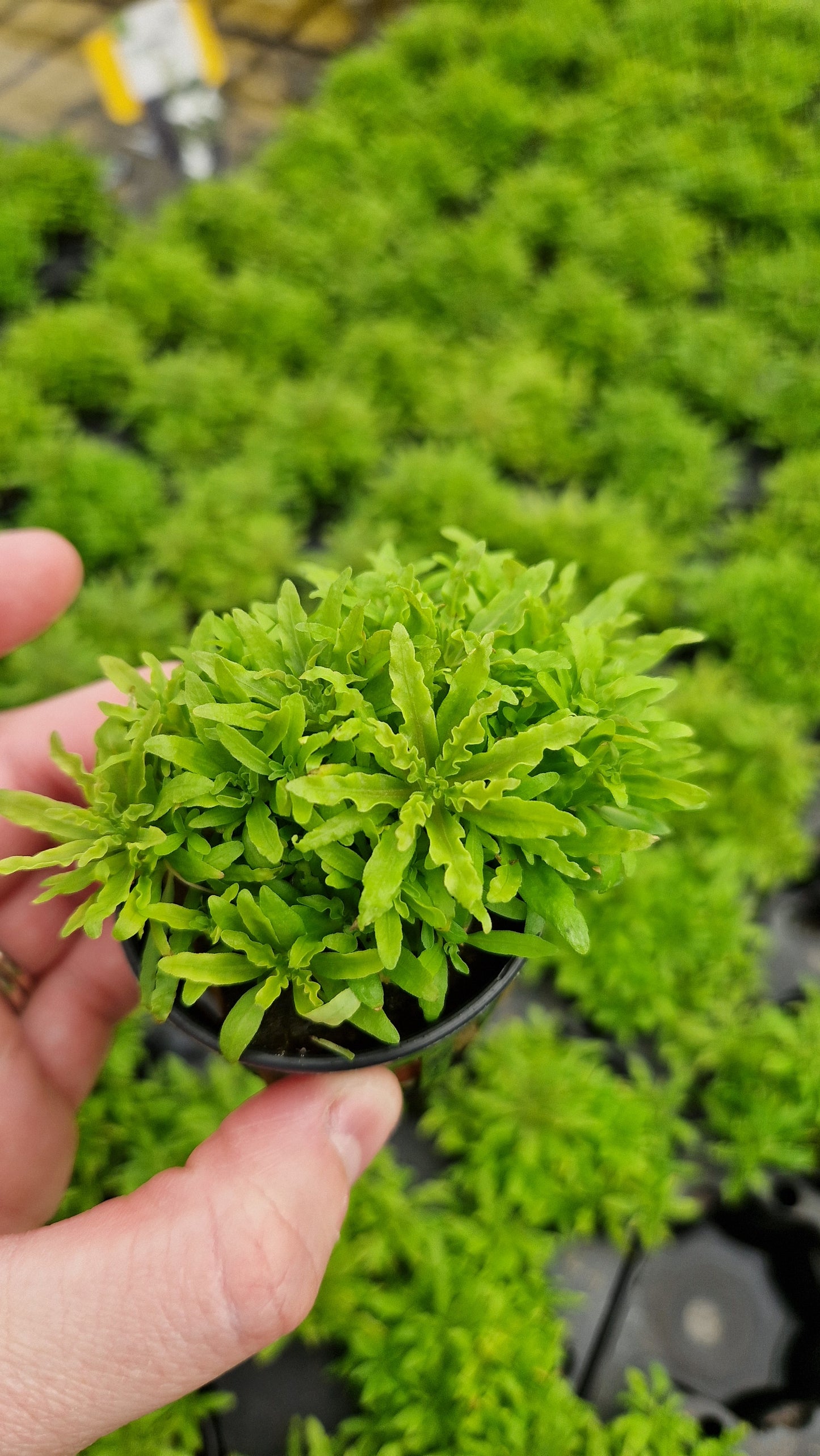 Pogostemon Helferi - little star