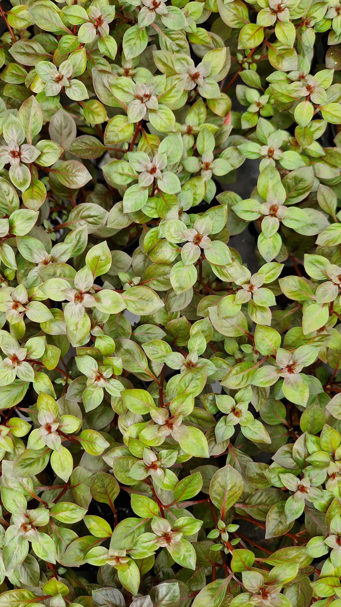 Ludwigia Palustrus Super red - stem plant