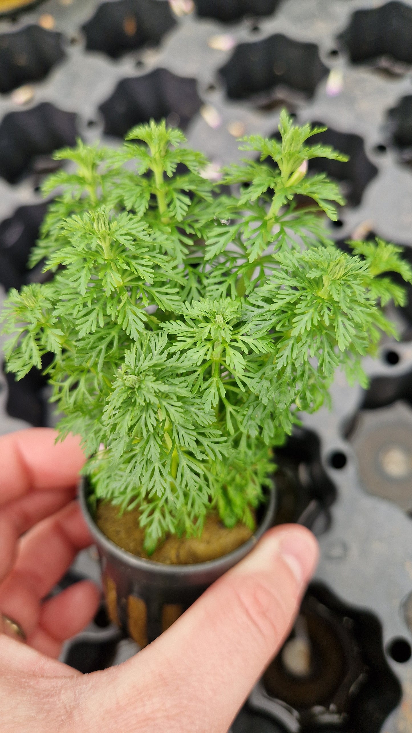 Limnophila Sessiflora - fast growing plant.