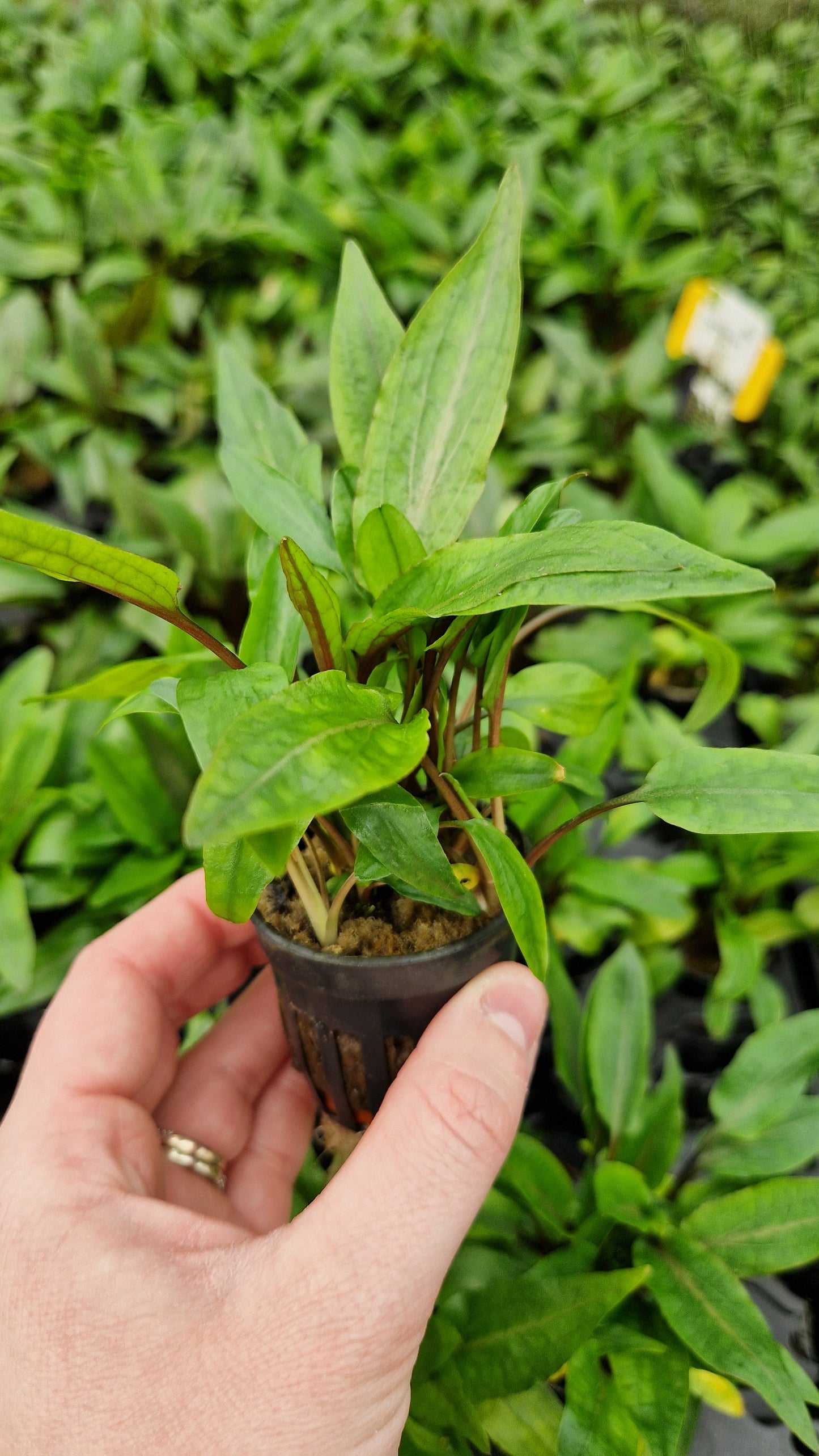 Cryptocoryne Undulates - tall clumping plant