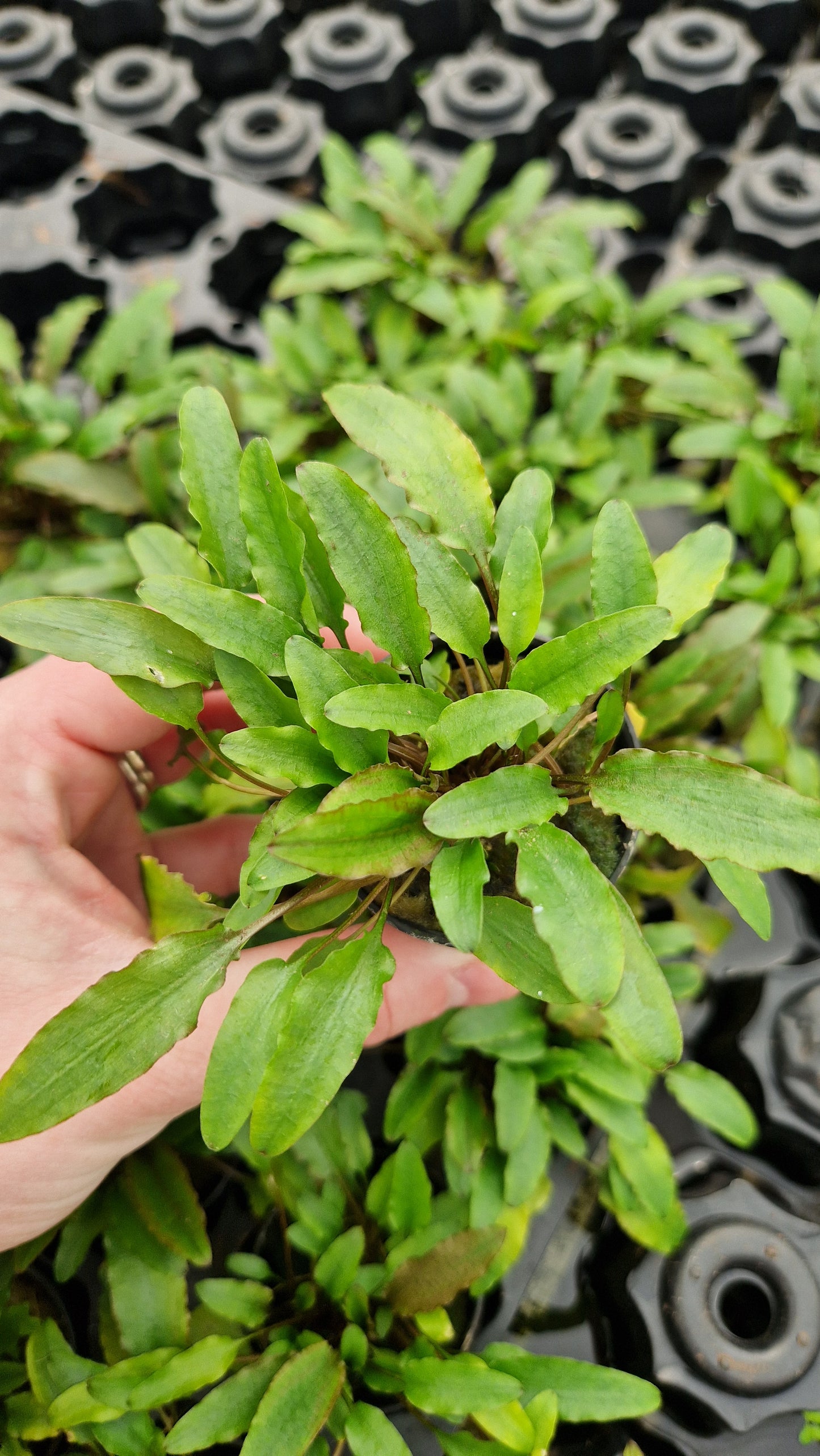 Cryptocoryne Wendtii Green Gecko - clumping plant