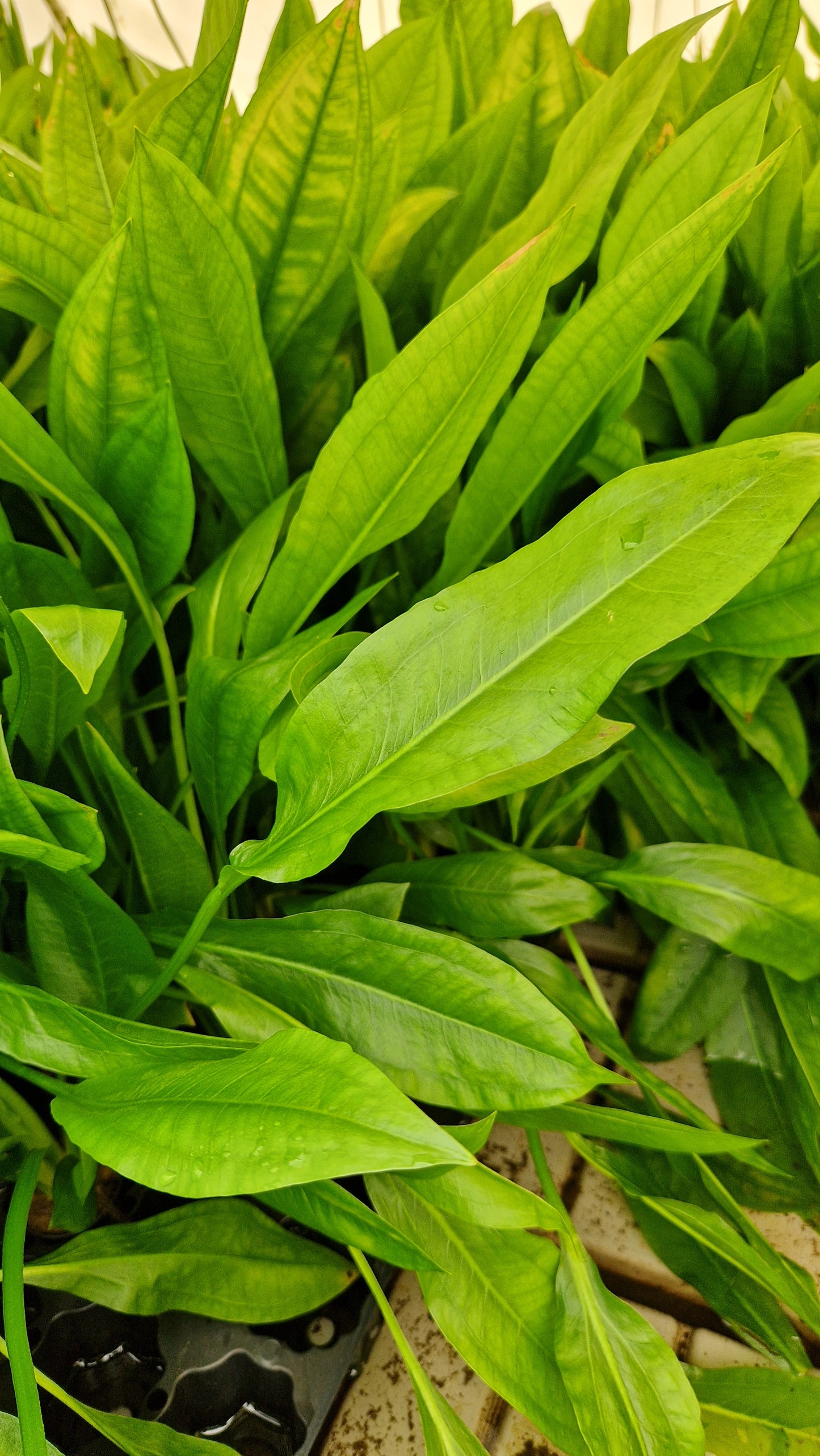 Echinodorus Paniculatus Amazone - amazon sword - tall rooting plant