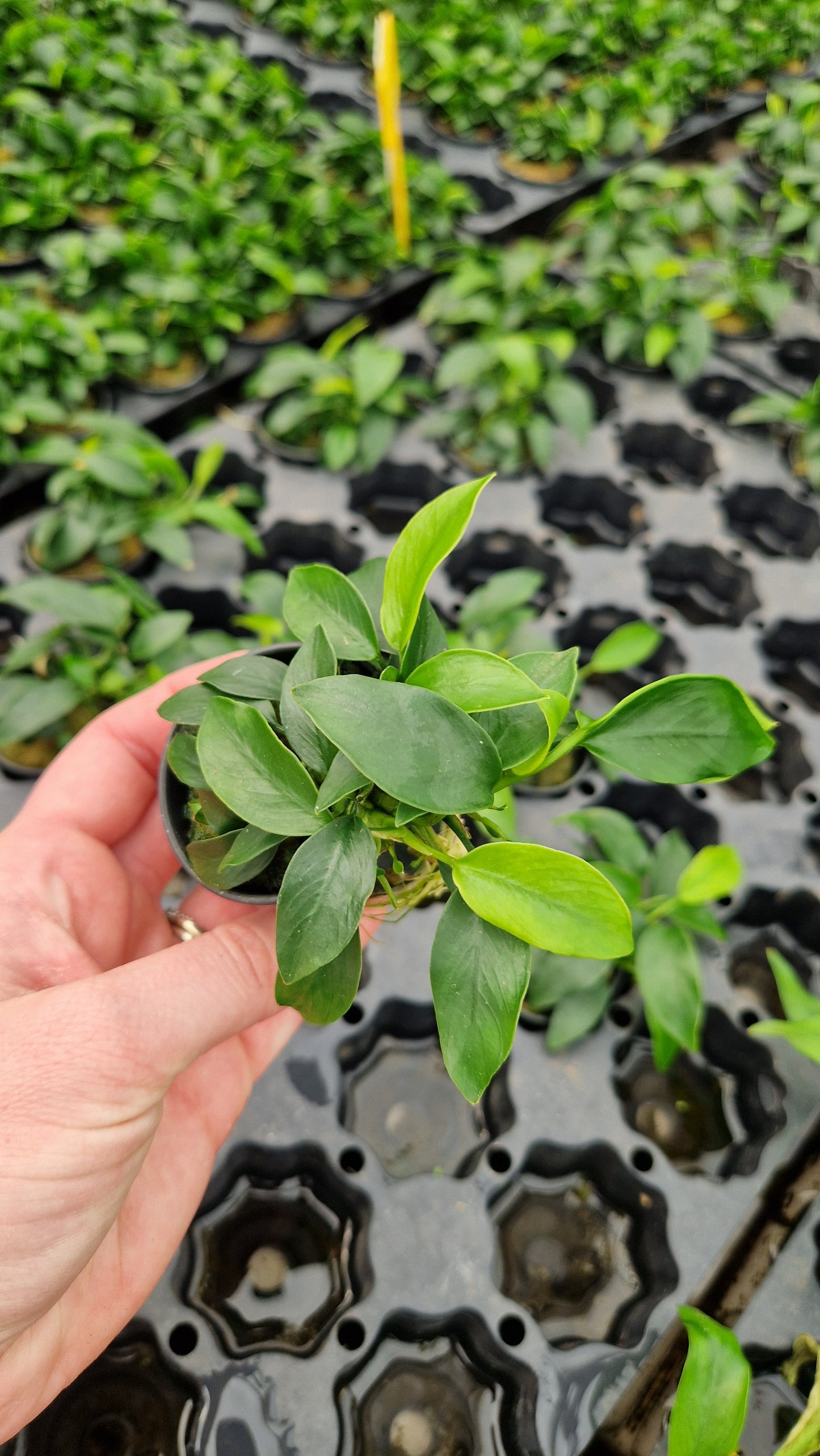 Anubias Congensis - tough plant