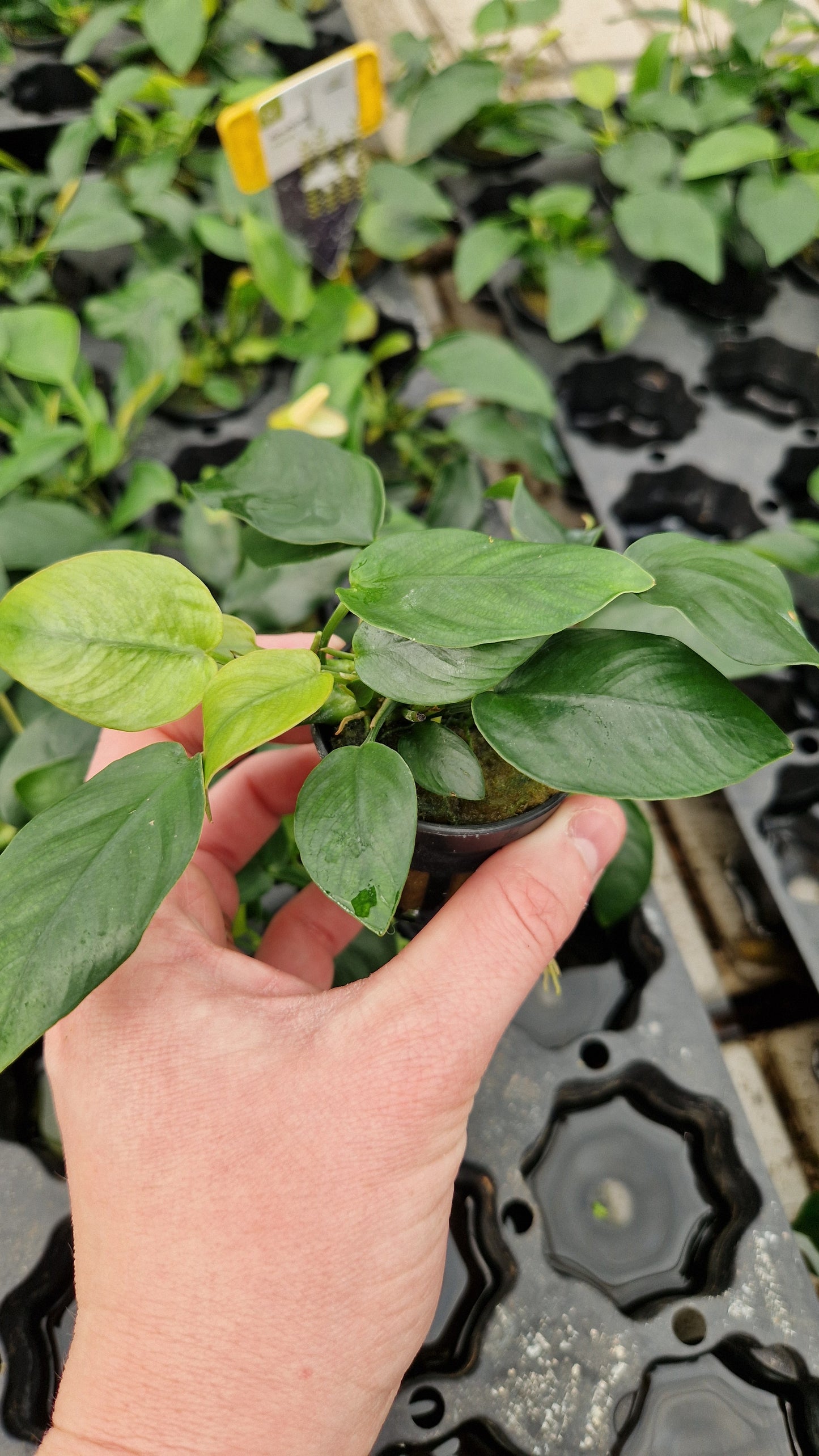 Anubias Nana - tough plant
