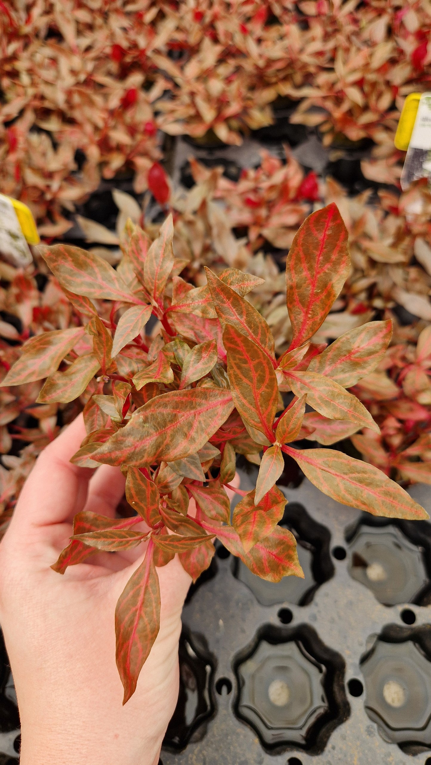 Alternanthera Rosaefolia Rosanervig - stem plant