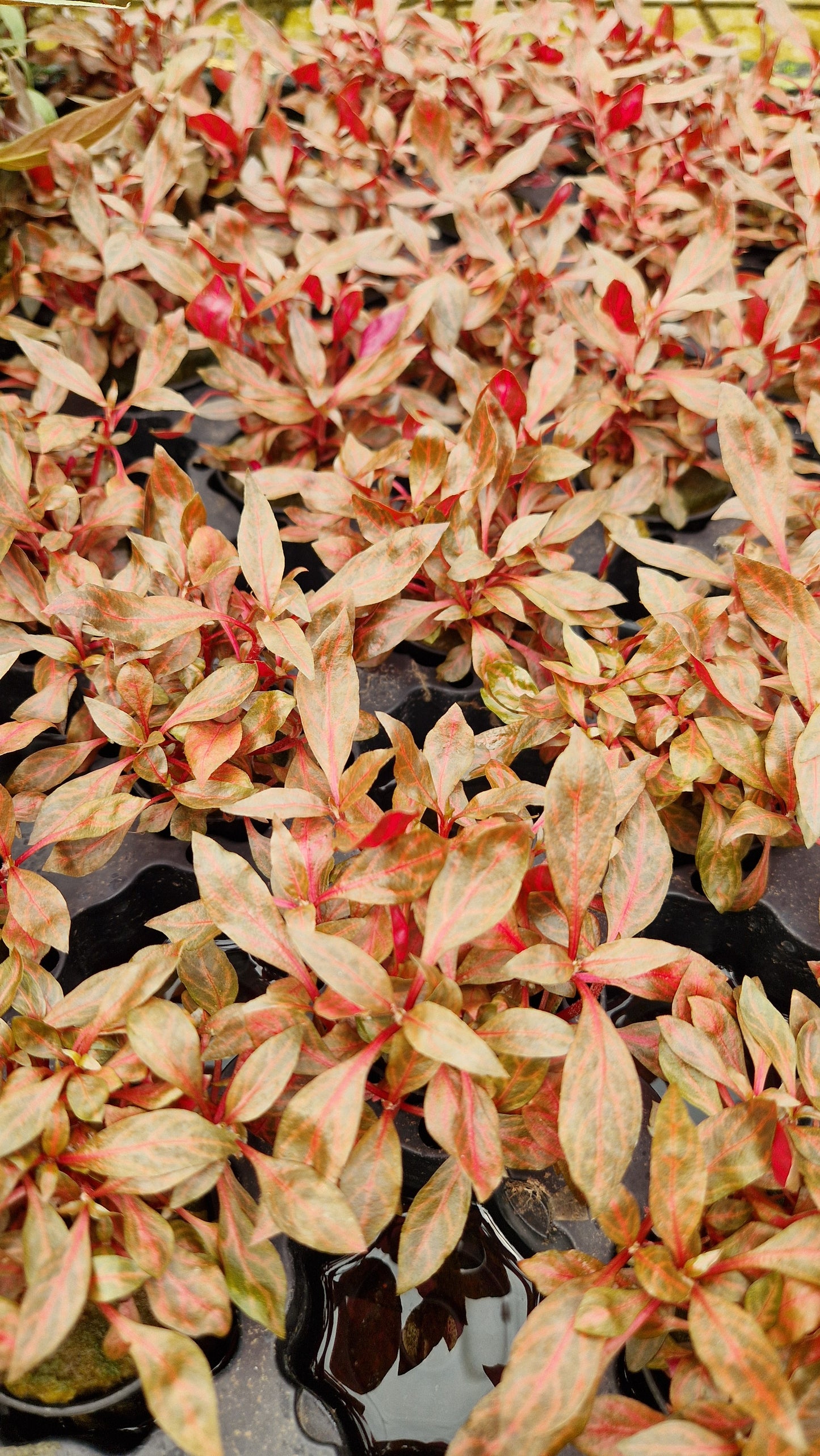 Alternanthera Rosaefolia Rosanervig - stem plant