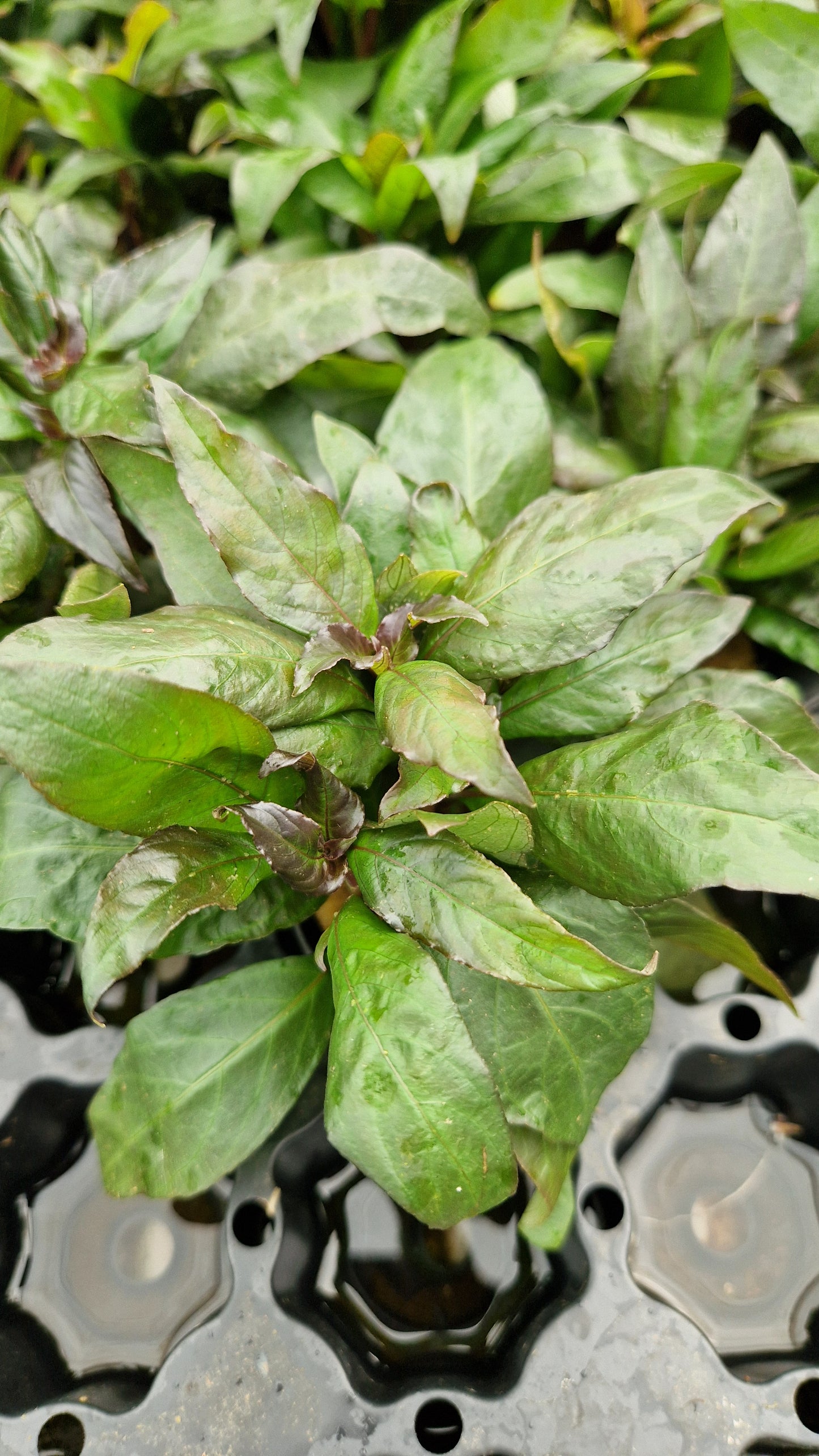 Hygrophila Angustifolia - leafy stem plant