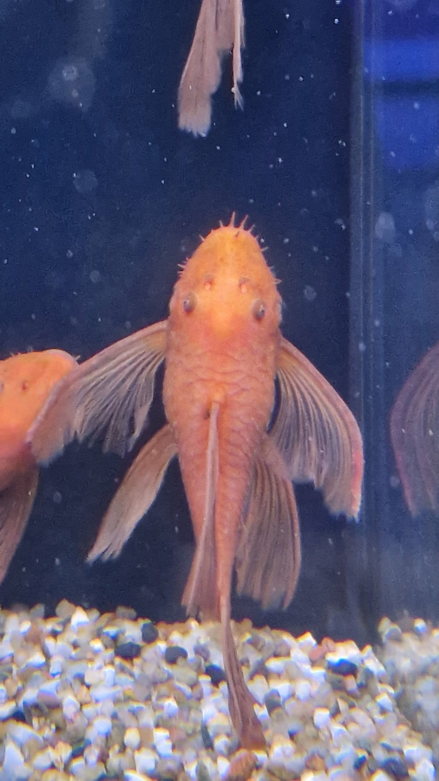 Super red long fin bristlenose plec 6cm