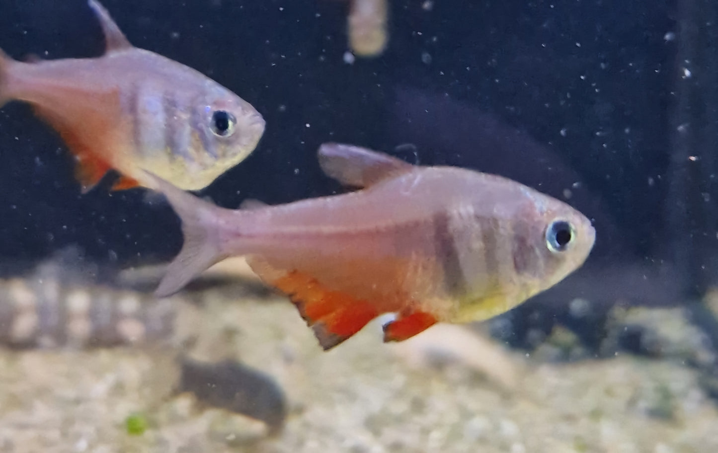 Flame tetra
