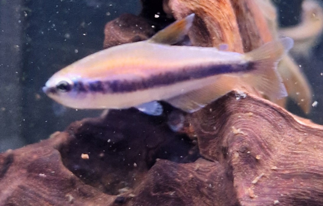 Royal blue emperor tetra