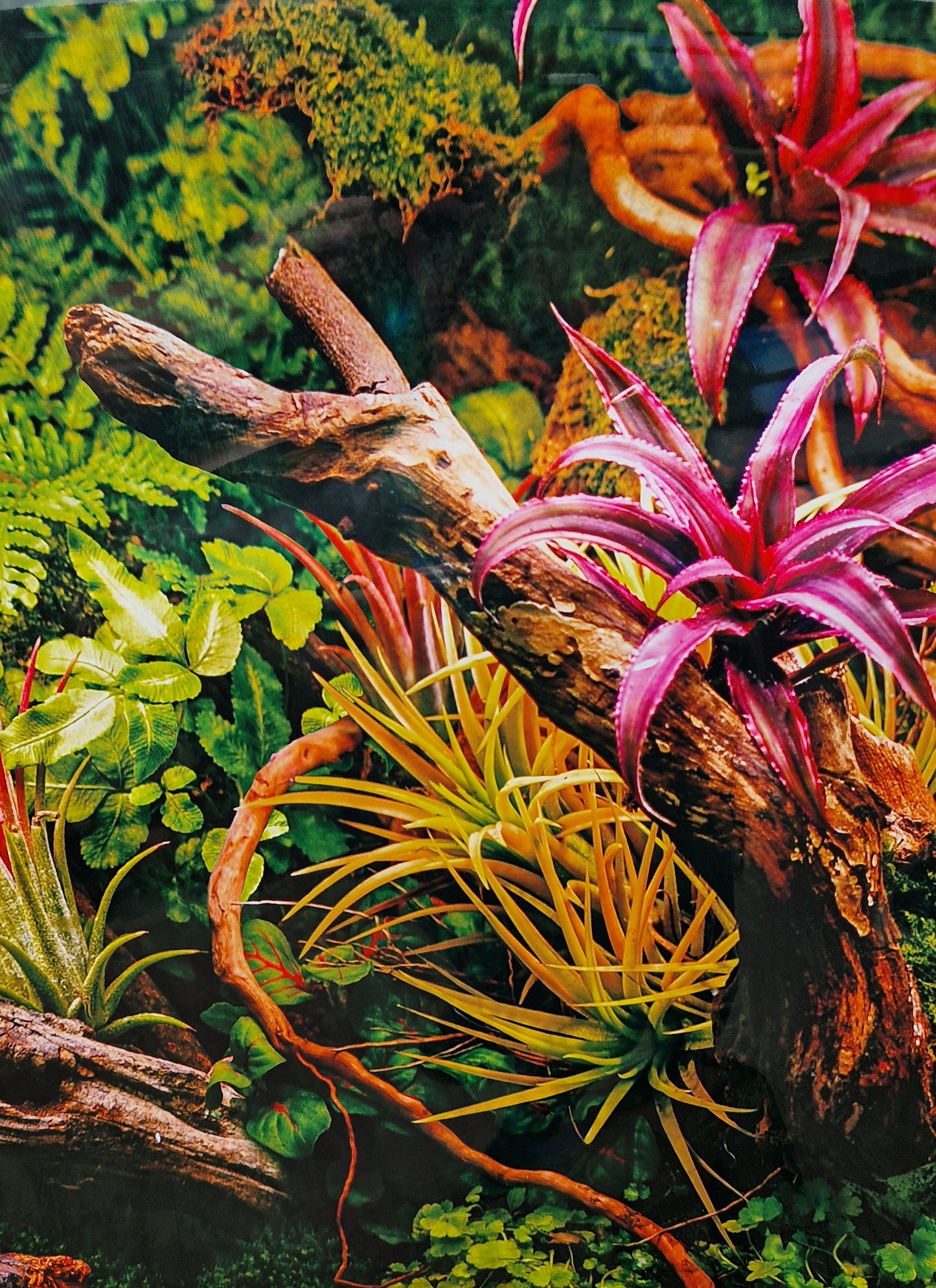 Aquarium background jungle types per foot