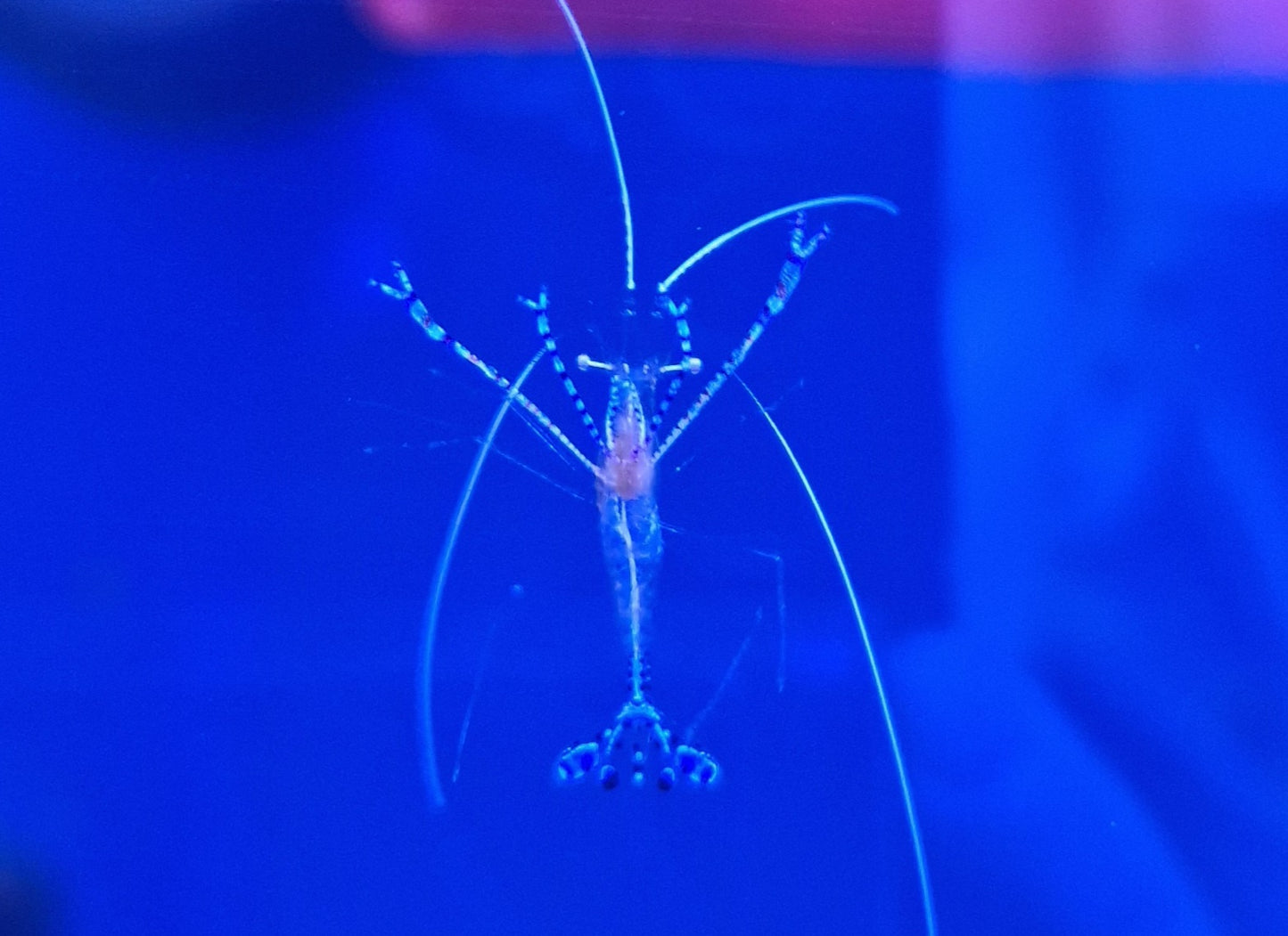 Pedersons cleaner shrimp