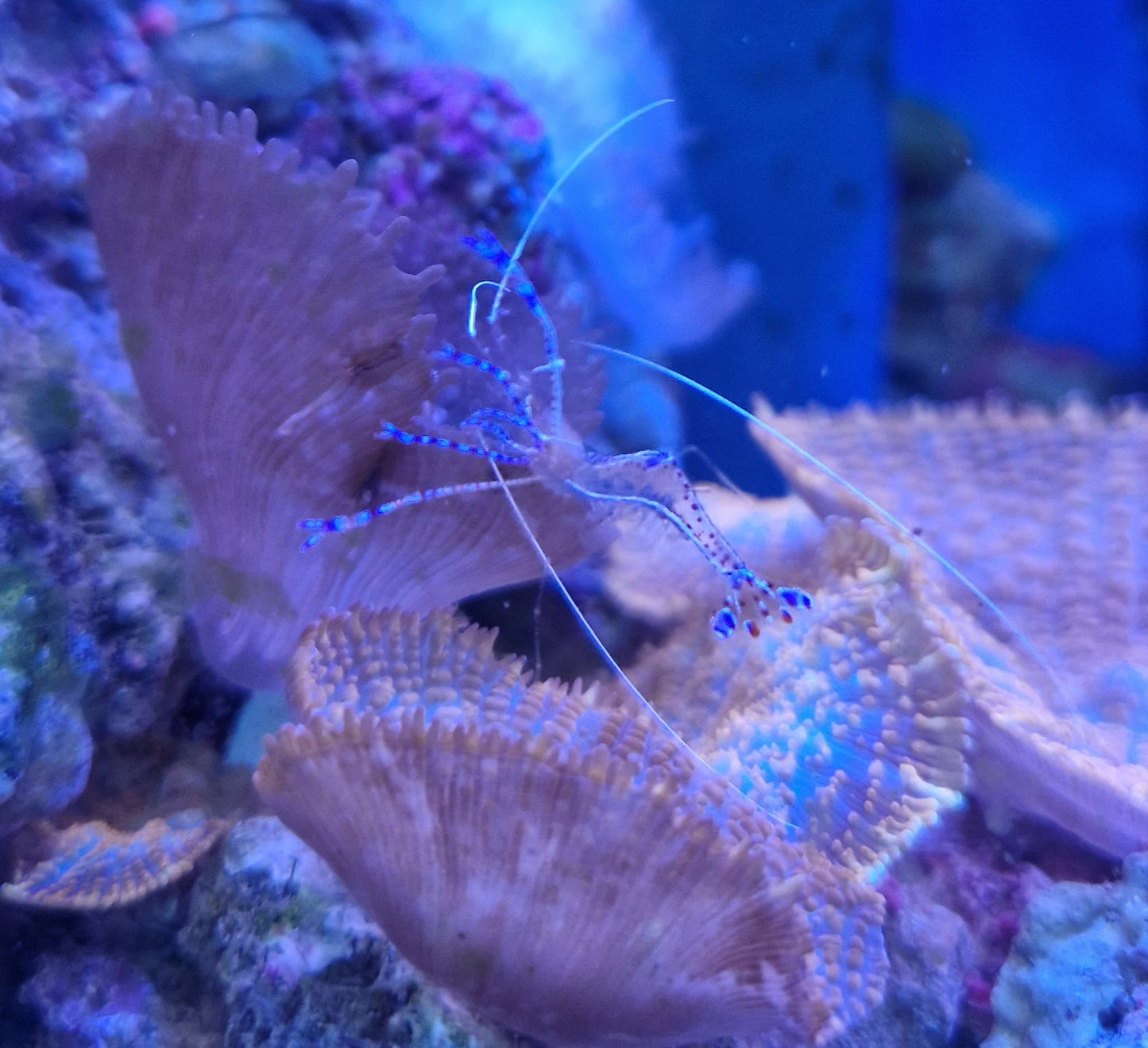 Pedersons cleaner shrimp