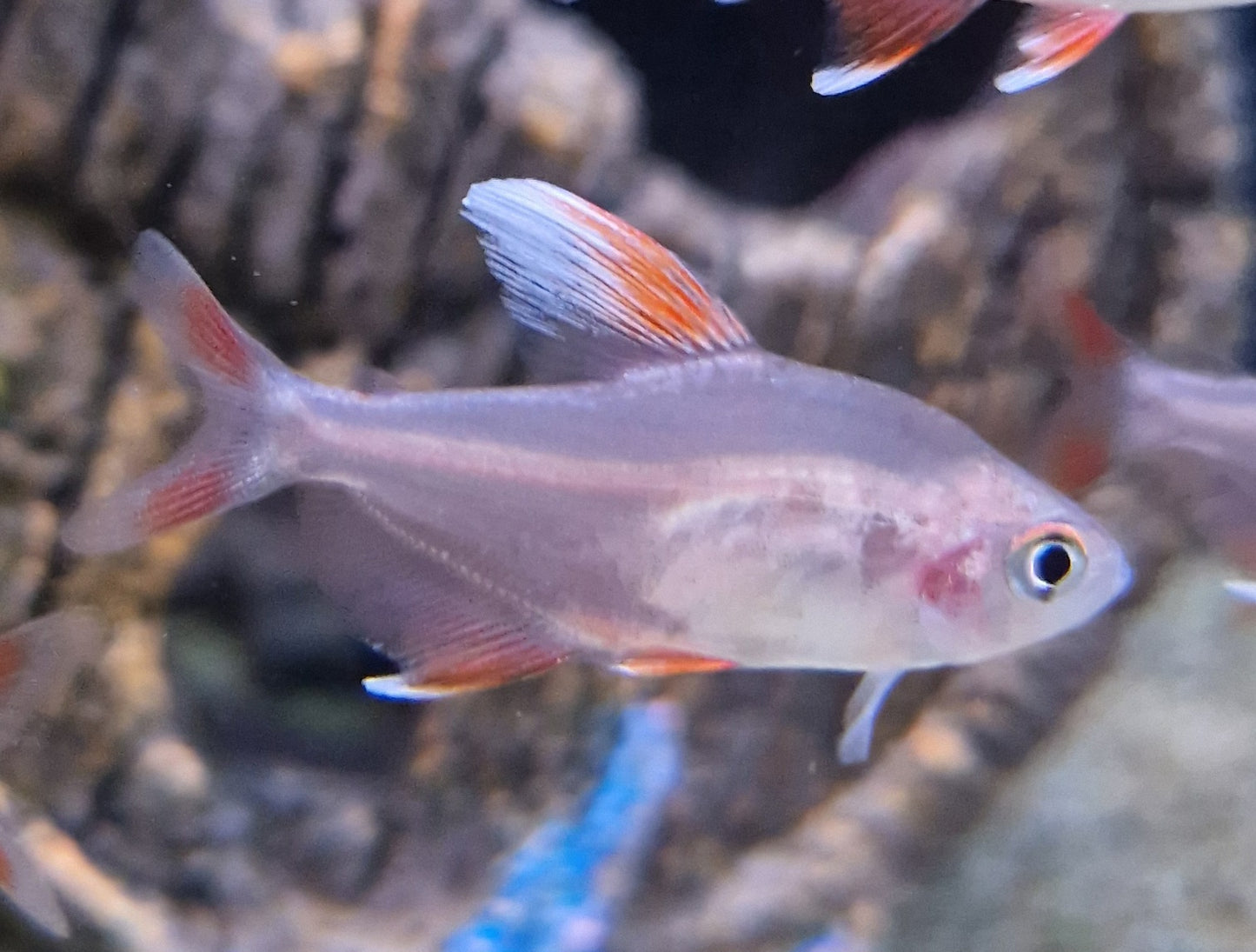 White fin tetra