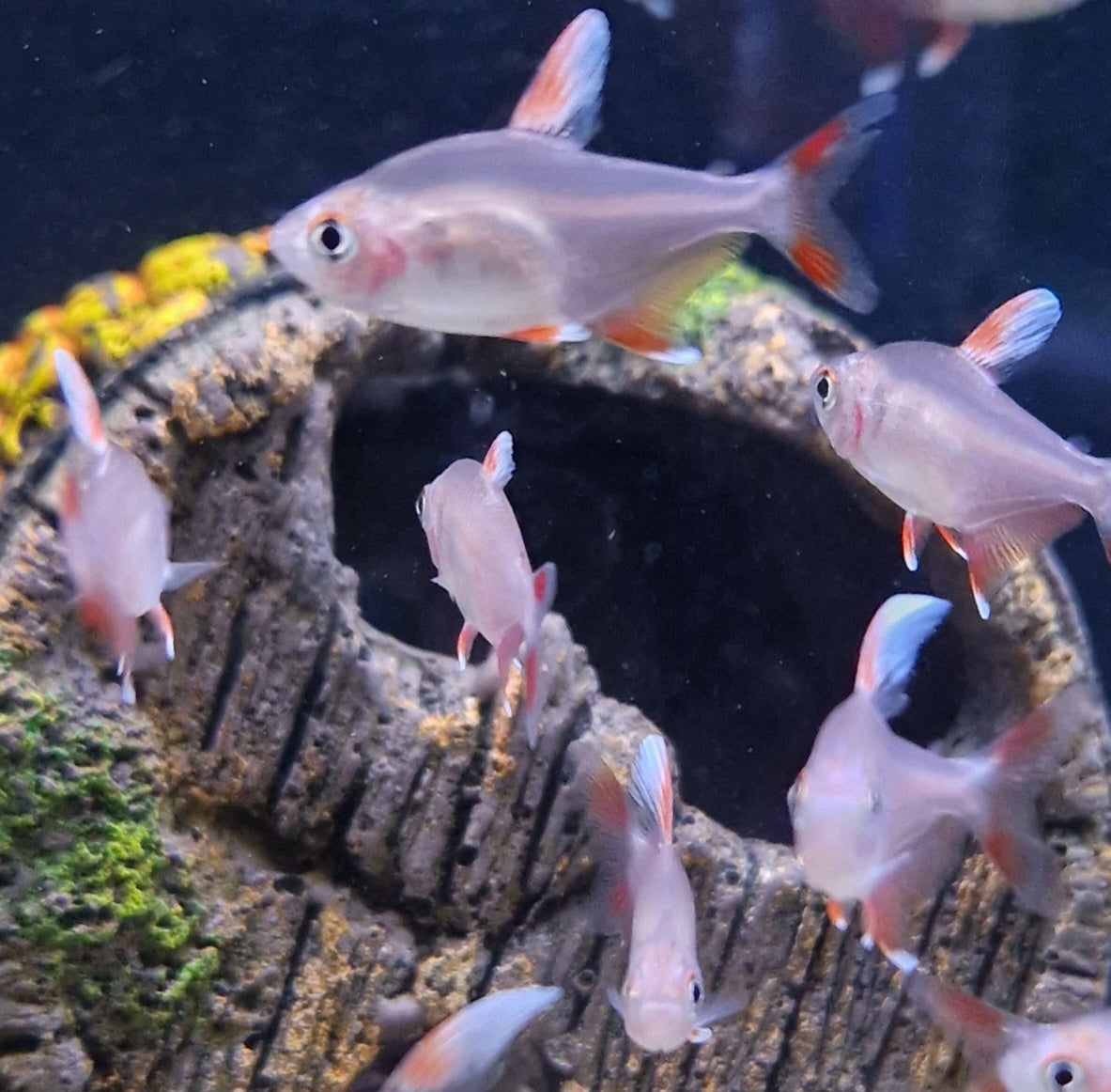 White fin tetra