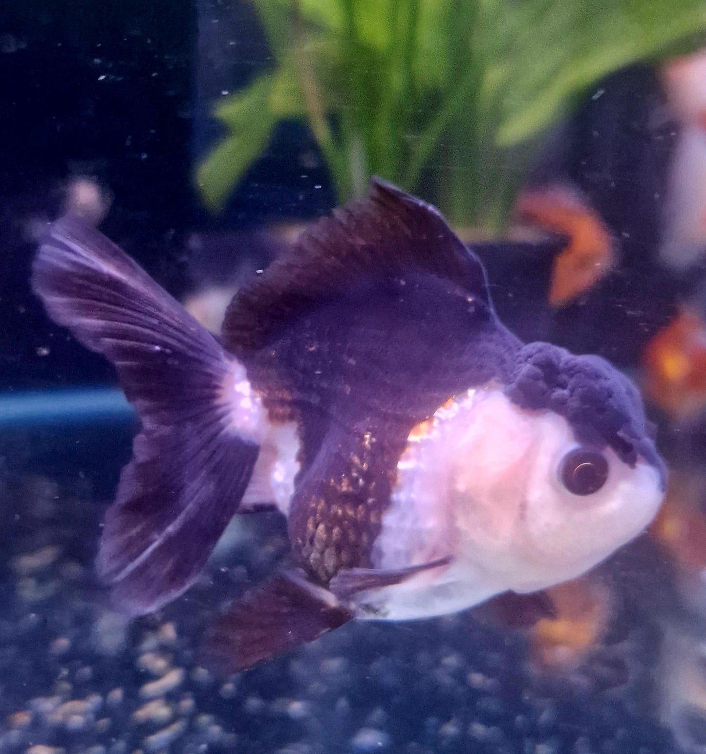 Panda oranda 6-8cm