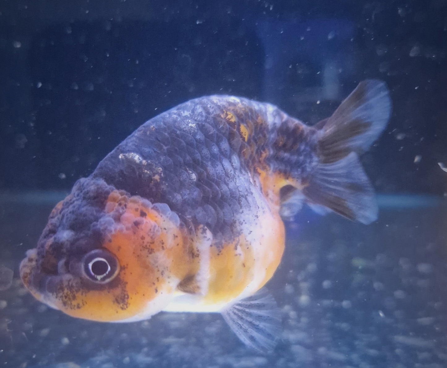 Calico ranchu 10cm