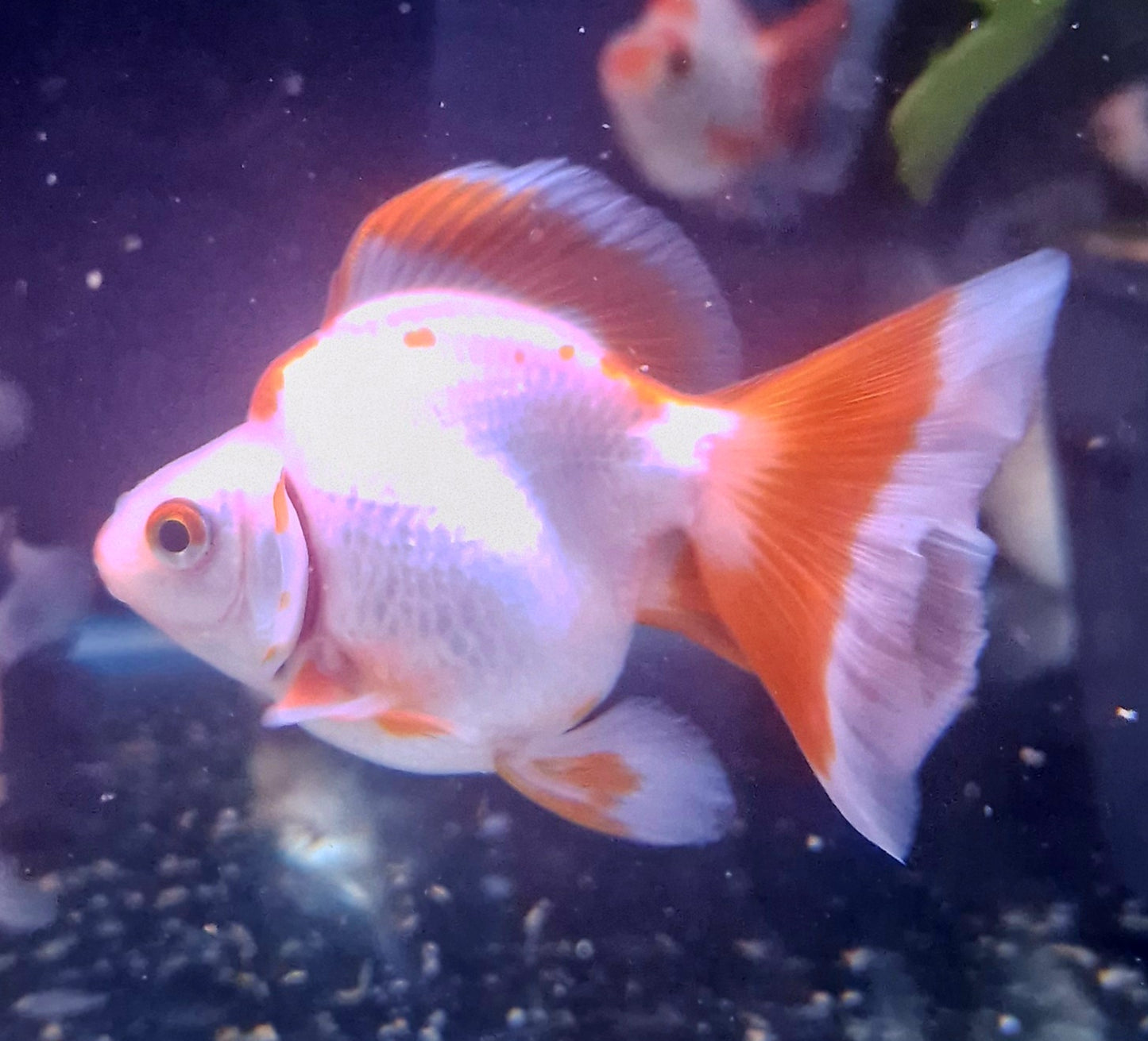 Red and white ryukin goldfish 8cm