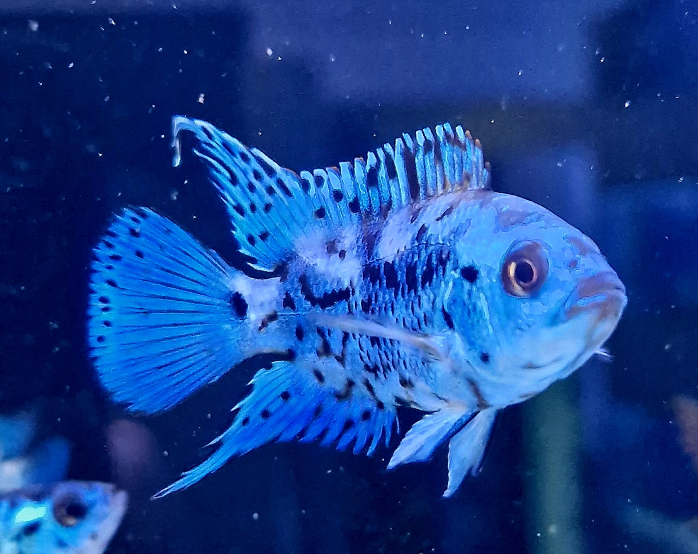 Electric blue jack dempsey