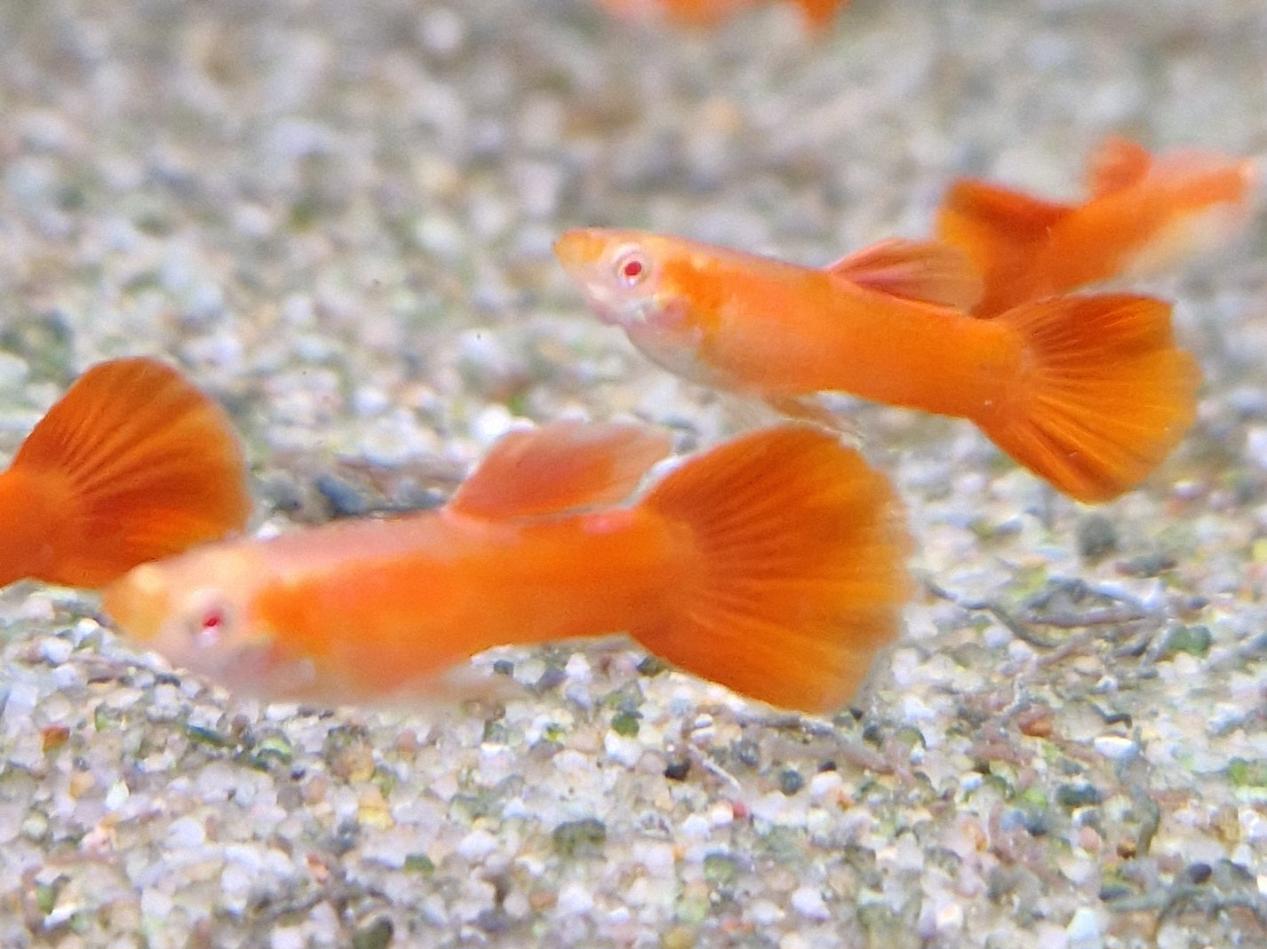 Albino full red guppy
