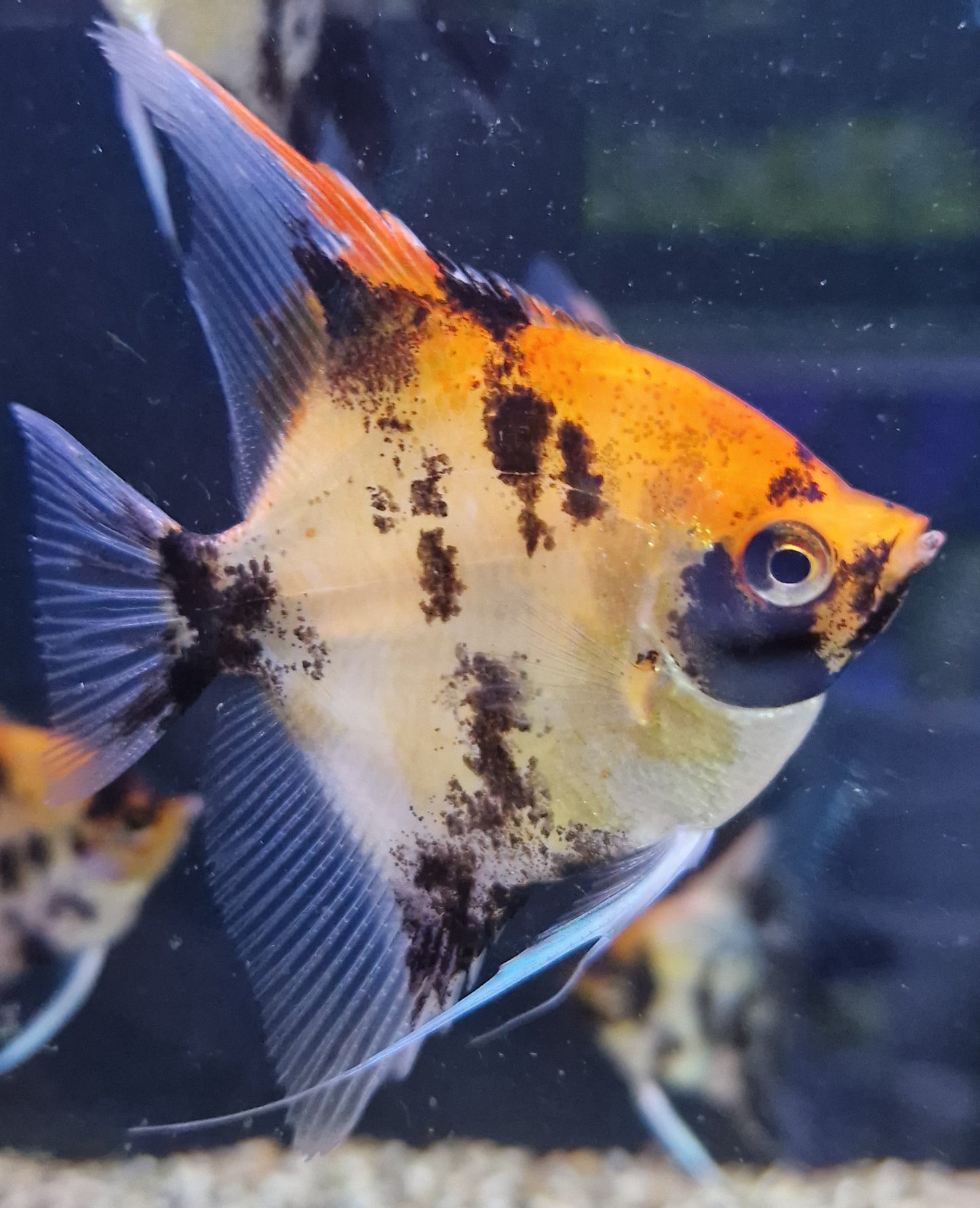 Red devil koi angelfish 3"