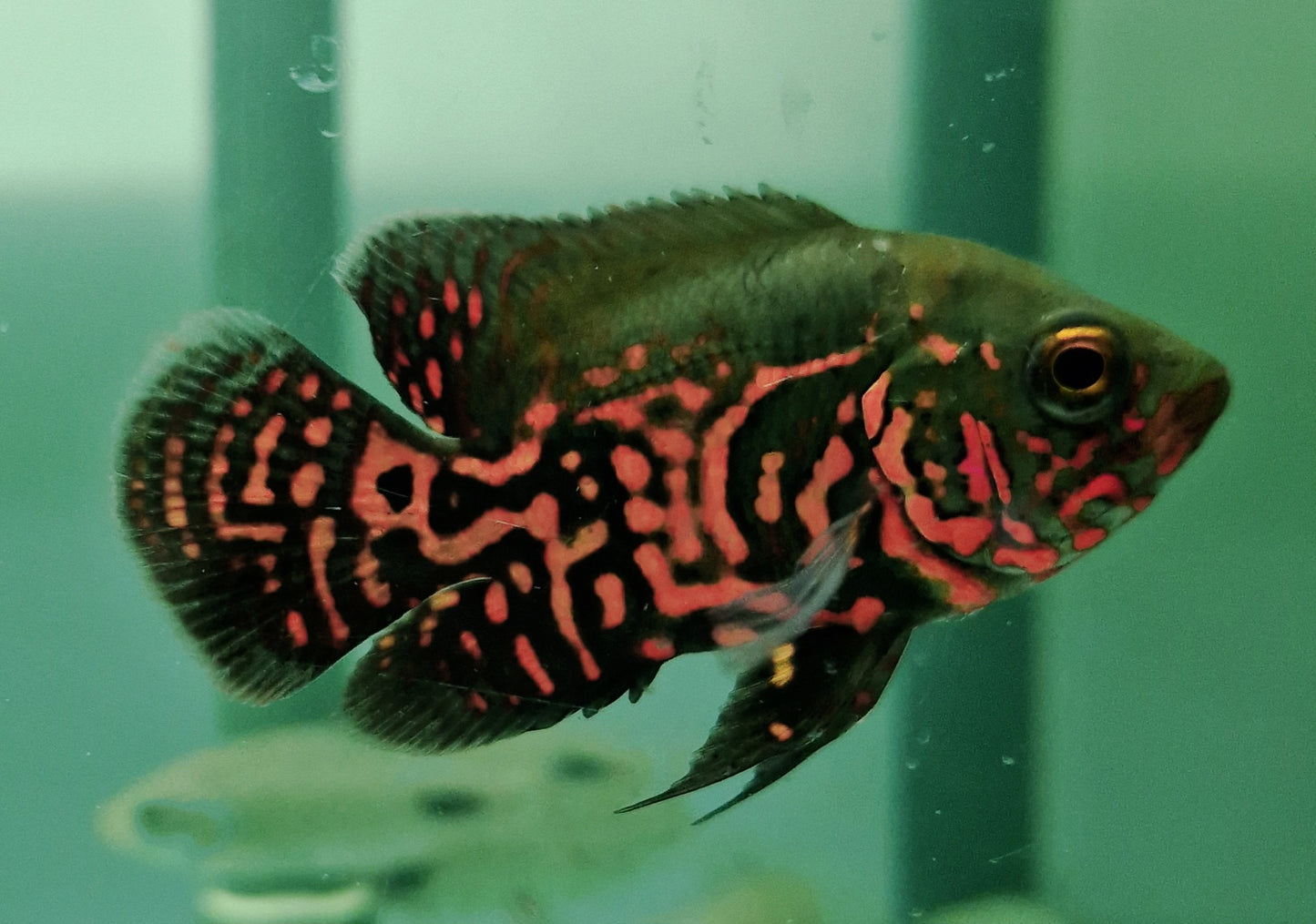 Red Tiger Oscar