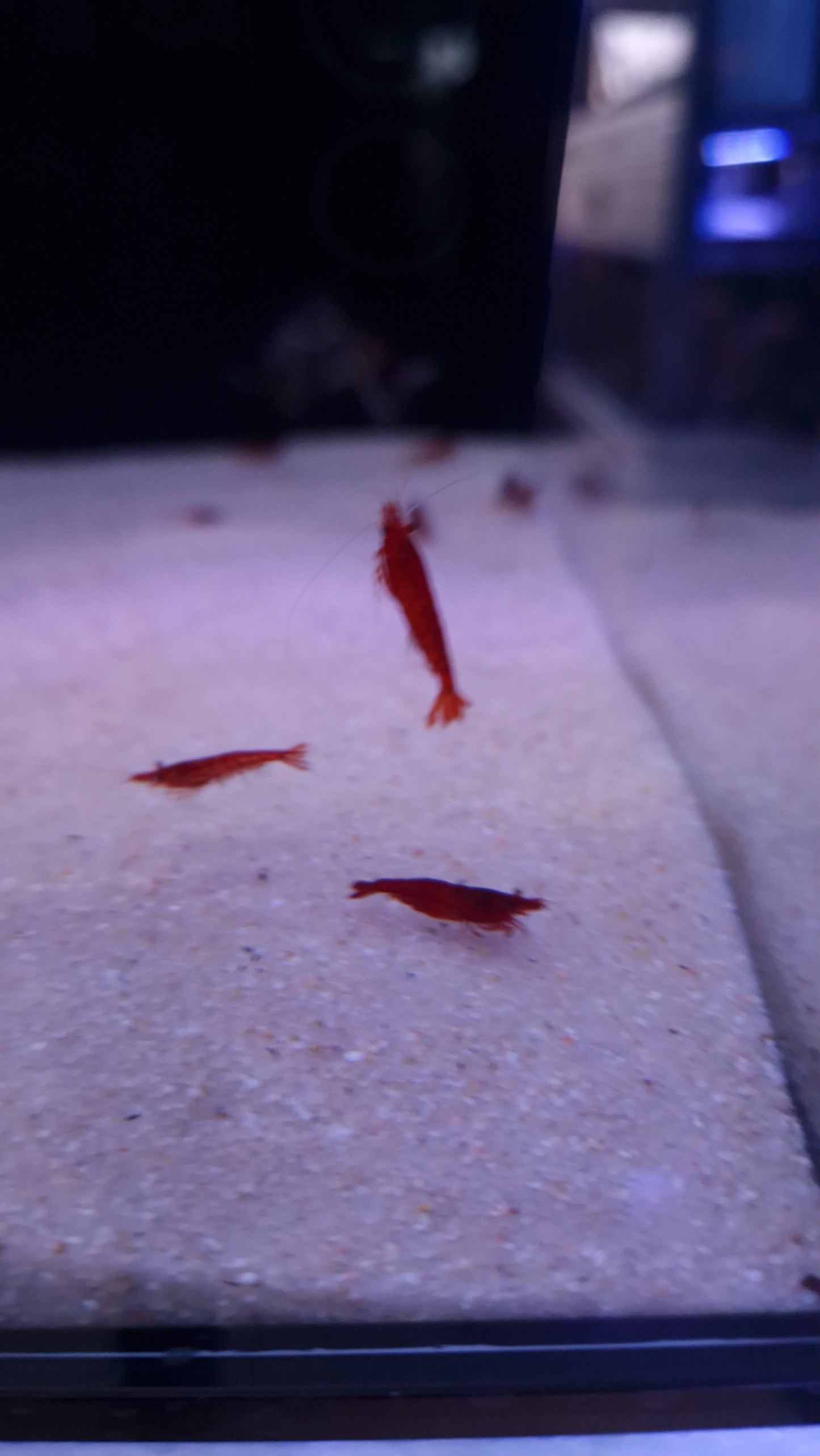 Sakura red Cherry shrimp