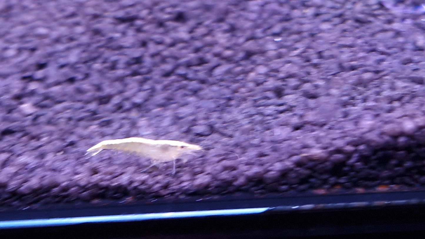 Gold back cherry shrimp