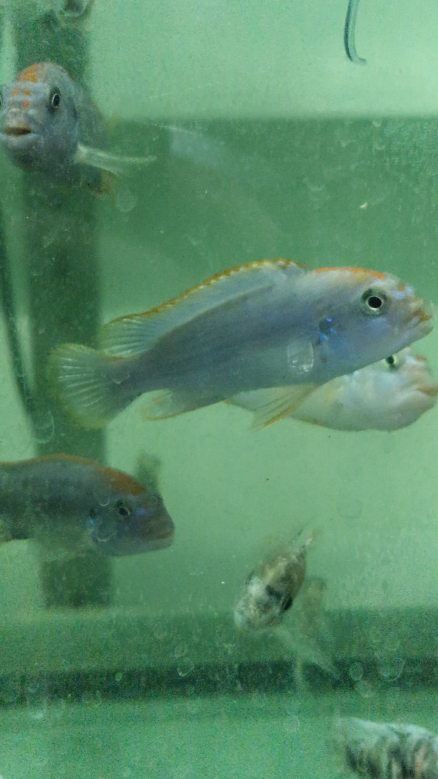 Red top mdumbi mbuna