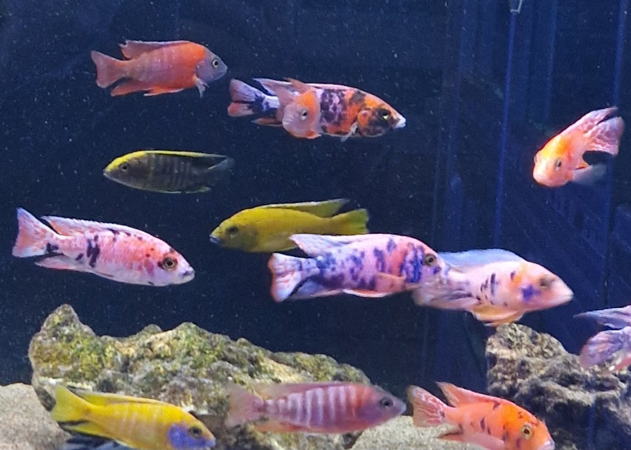 Coloured peacock cichlid
