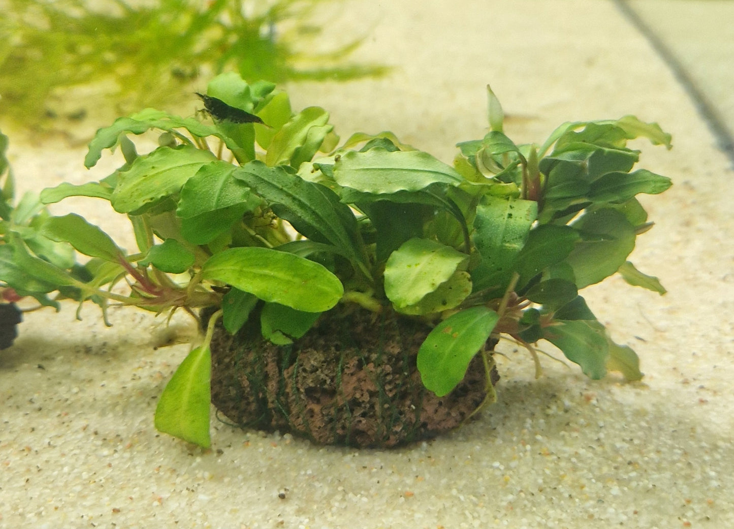 Bucephalandra on lavastone