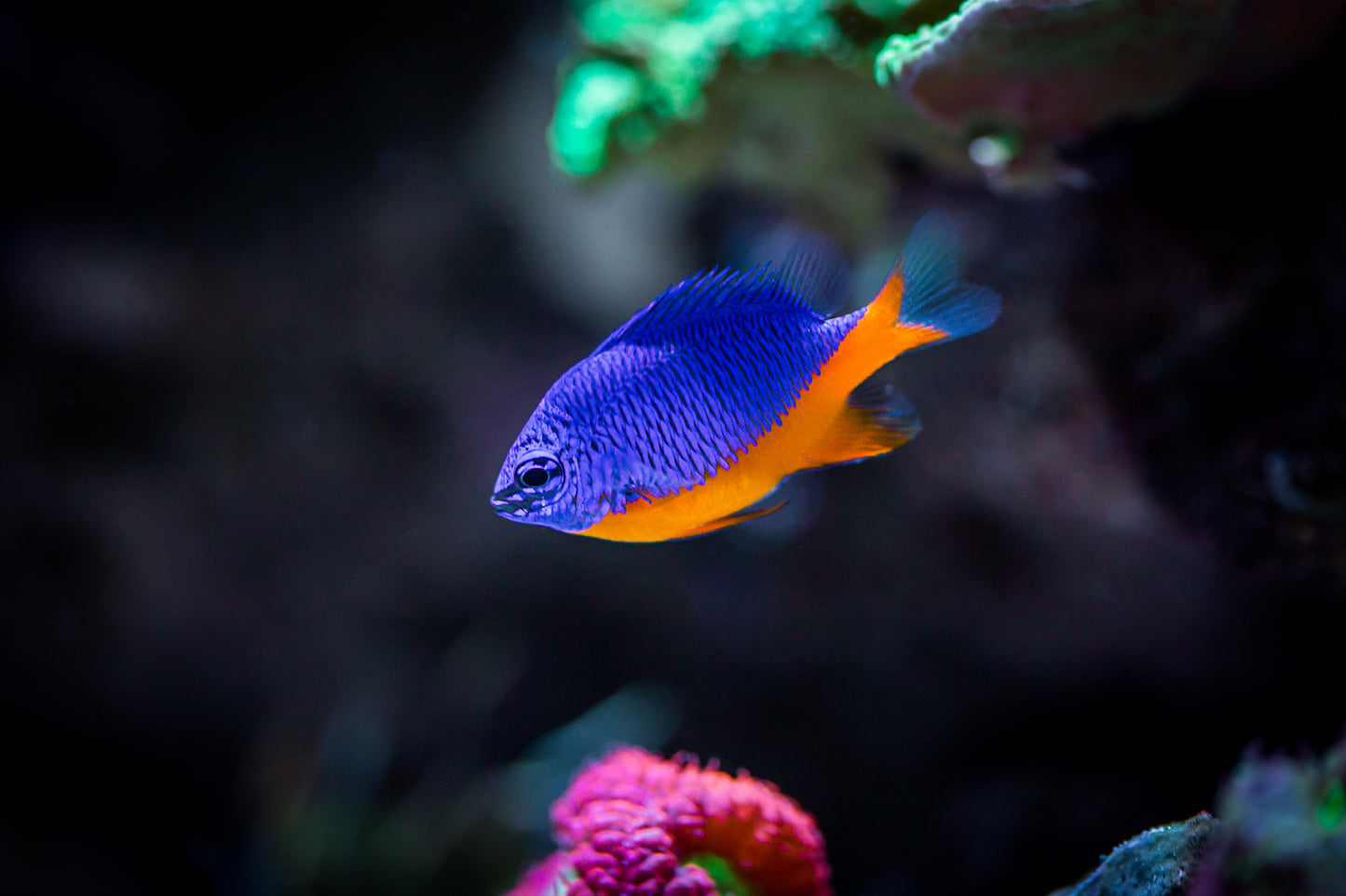 Regal damsel