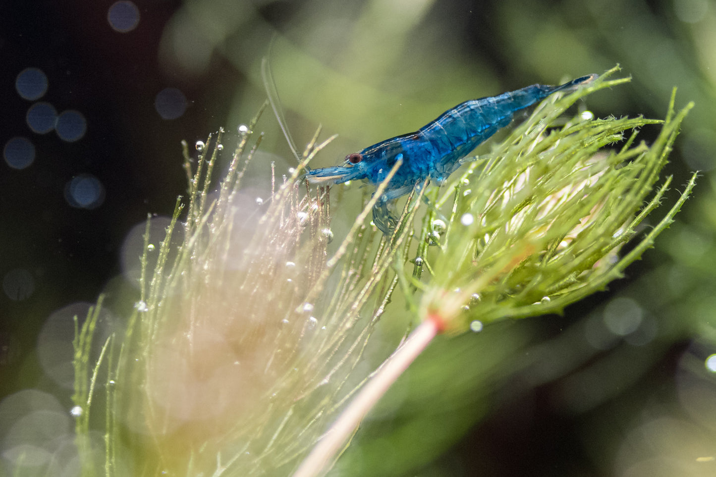 Cobalt Blue cherry shrimp