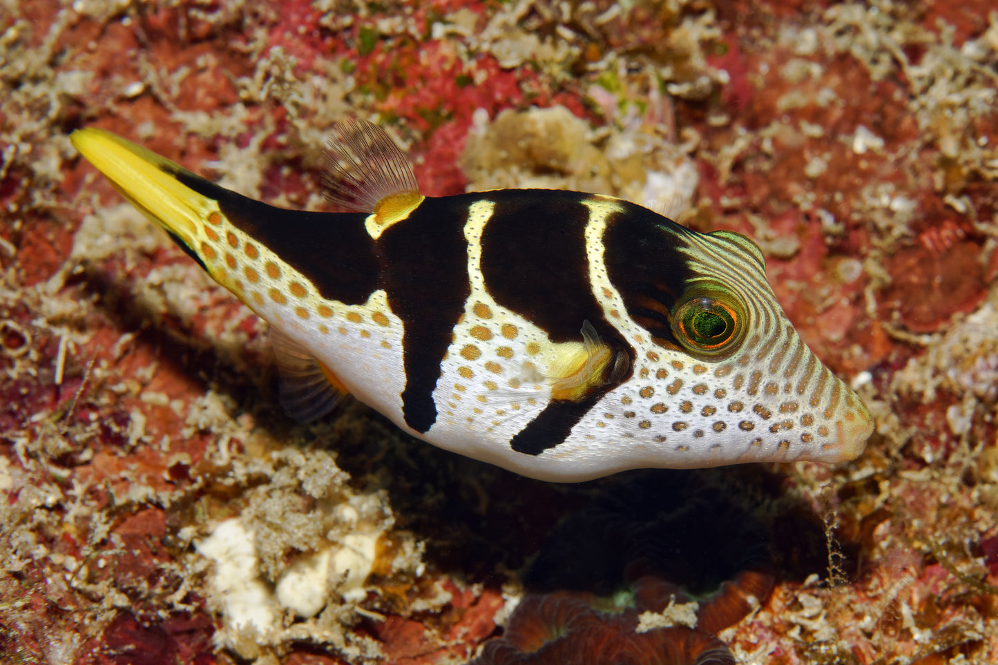 Valentini puffer fish