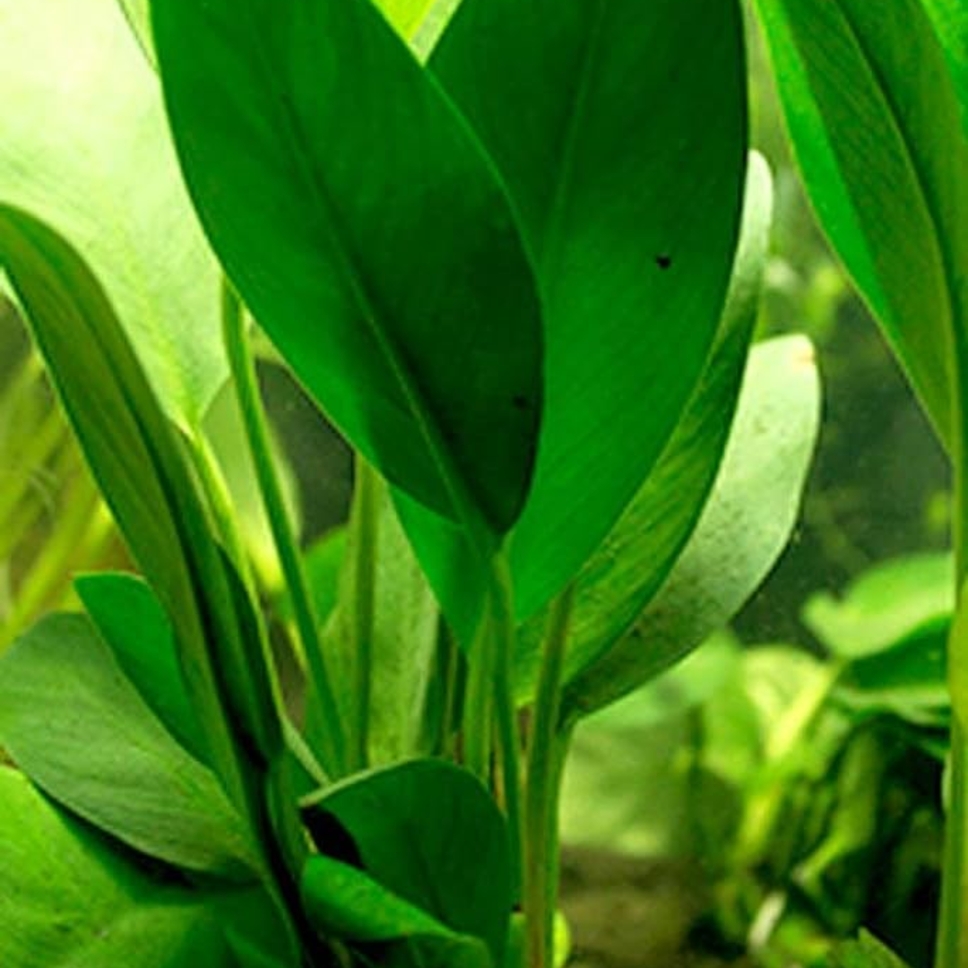 Anubias Congensis - tough plant