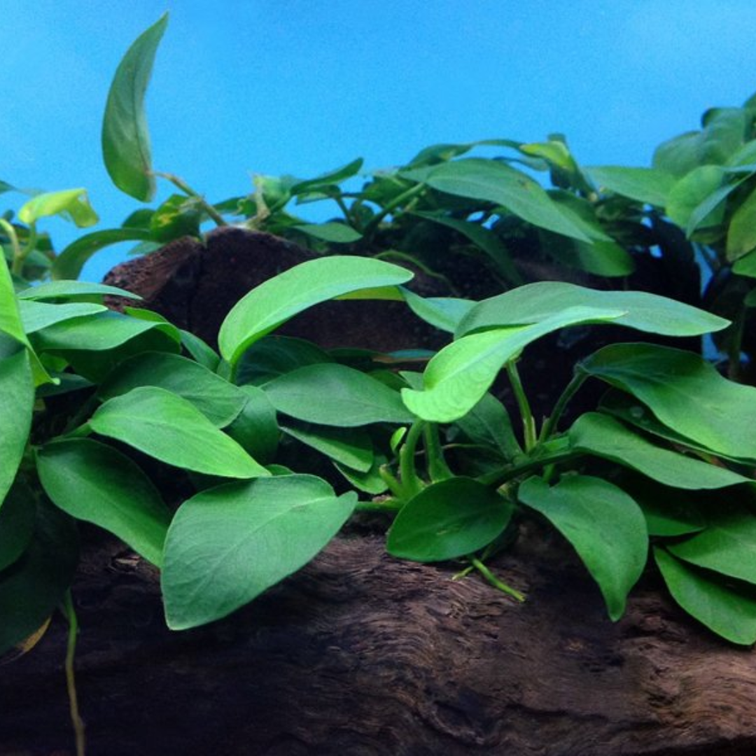 Anubias Barteri - tough plant