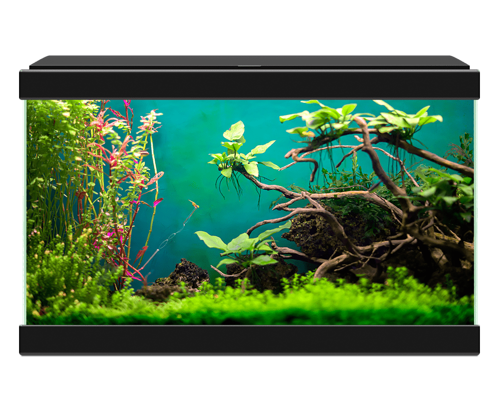 Aqua Ciano 20C