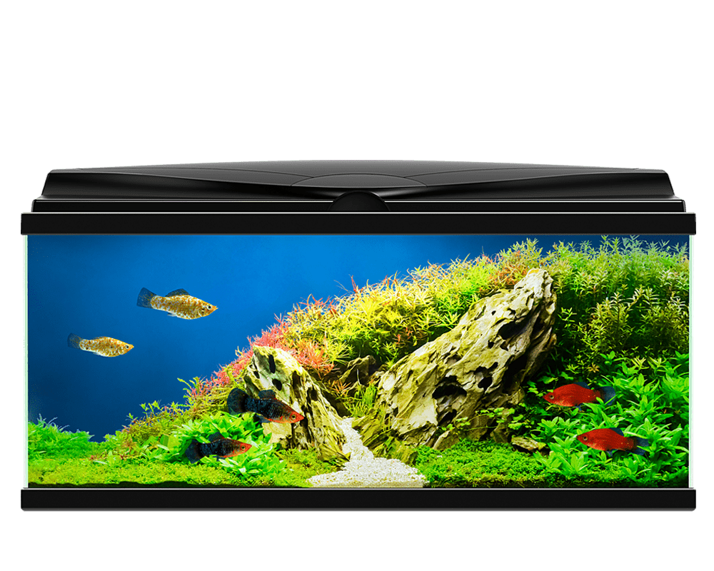Ciano aquarium 80 led black