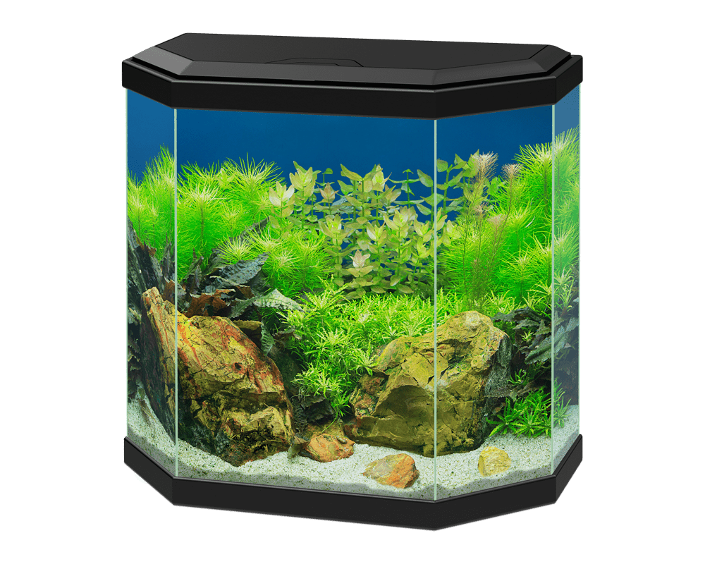 Ciano Aqua 30 led black