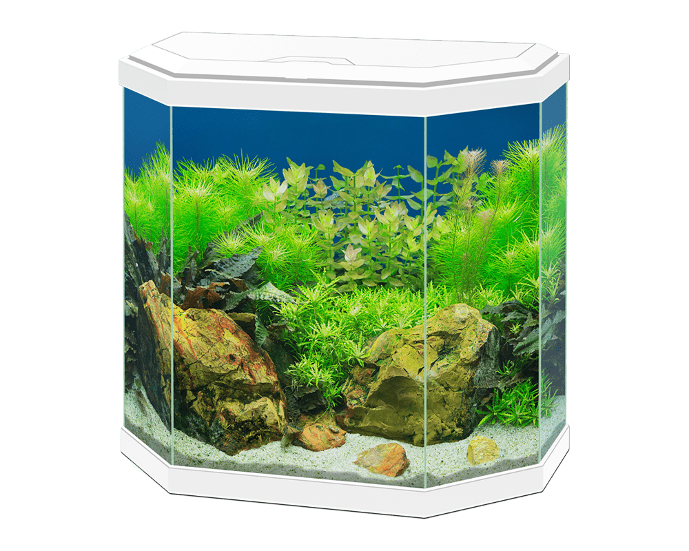 Ciano Aqua 30 with led white
