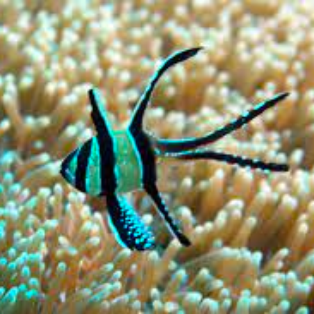 Banggai Cardinal Marine Fish - Livestock - Tank Bred