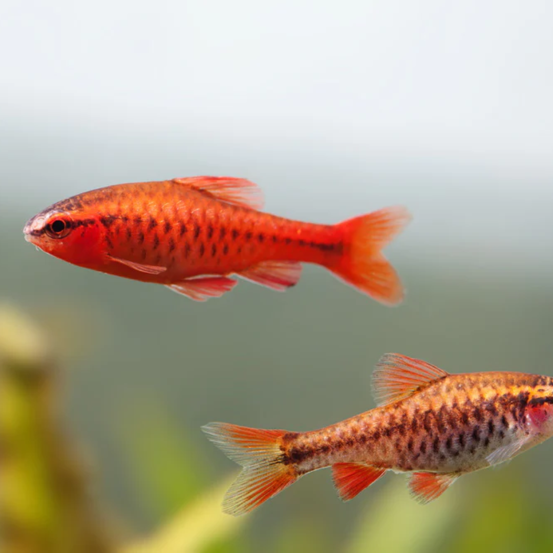 Cherry barb