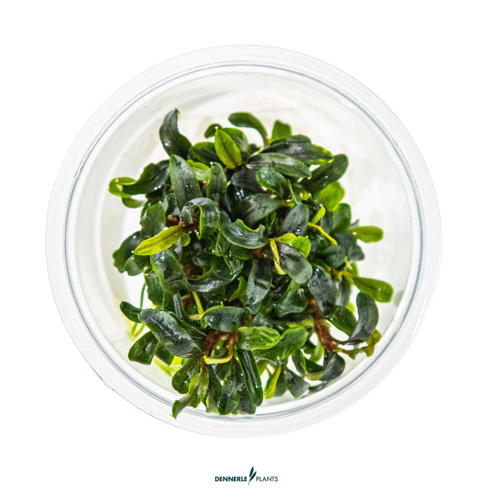 Dennerle plants - Bucephalandra micrantha 'Needle leaf'