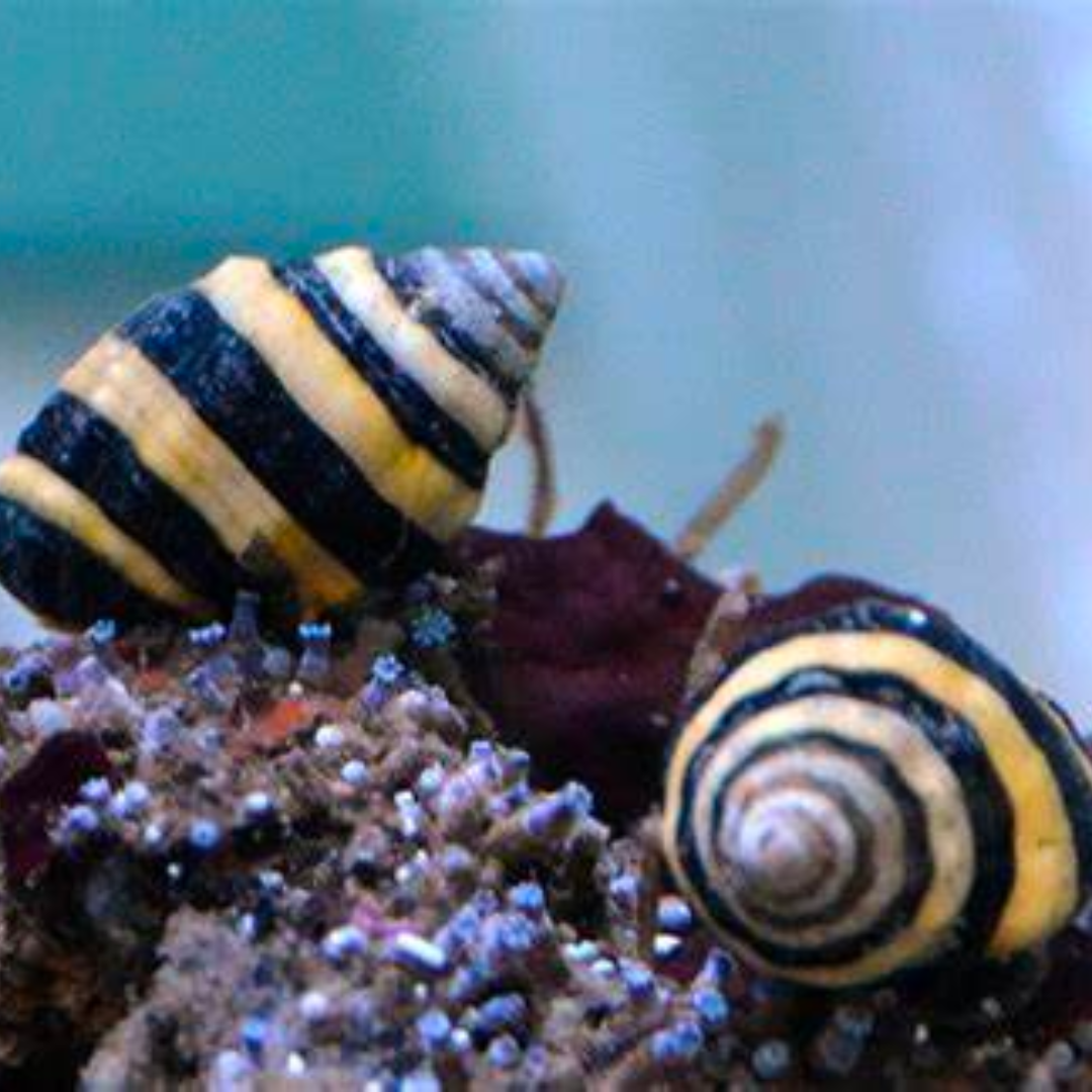 Bumblebee Snail Marine Critters - Livestock
