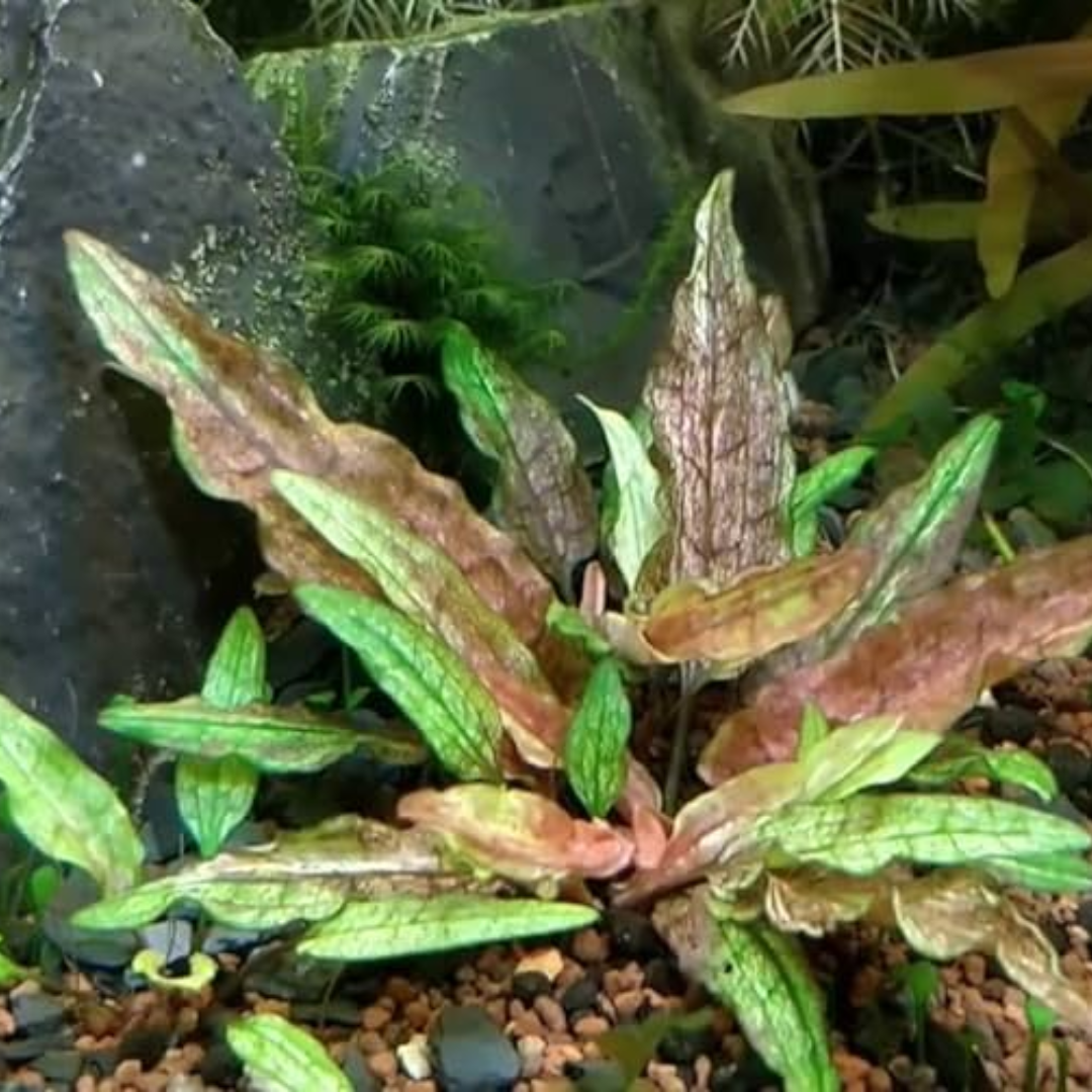 Cryptocoryne Wendtii Green Gecko - clumping plant