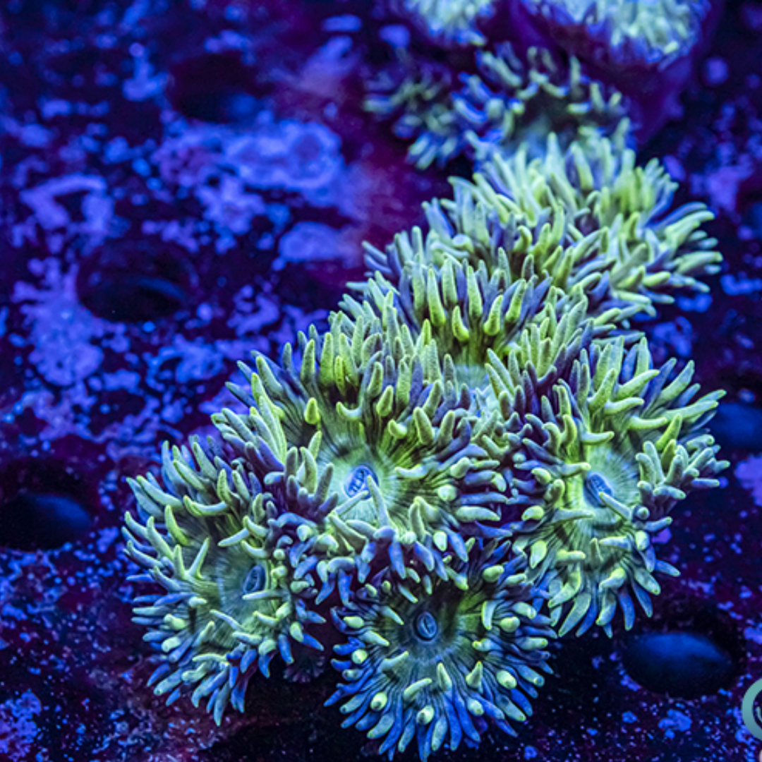 Duncan frag 2-3 Heads - Marine Hard Coral