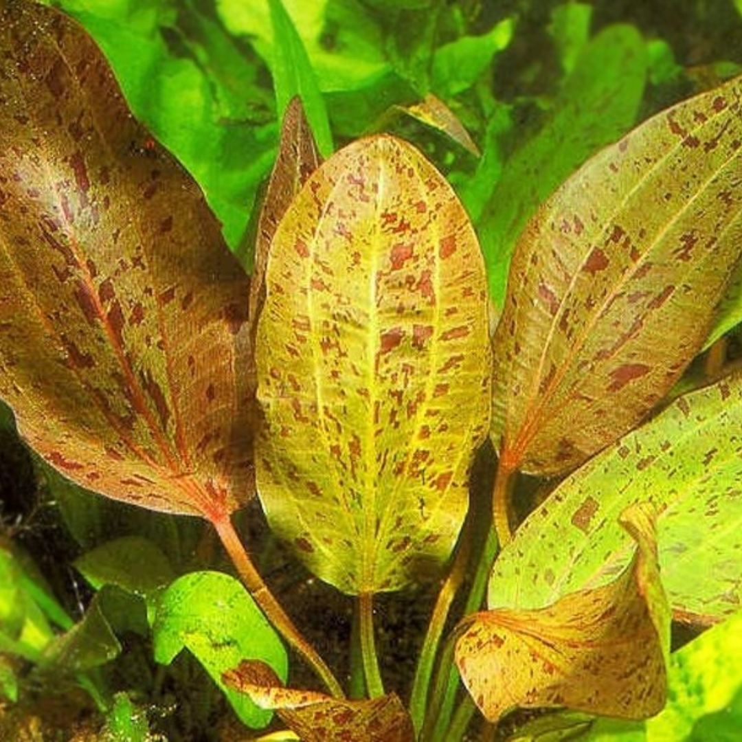 Echinodorus Ozelot Red potted Plant